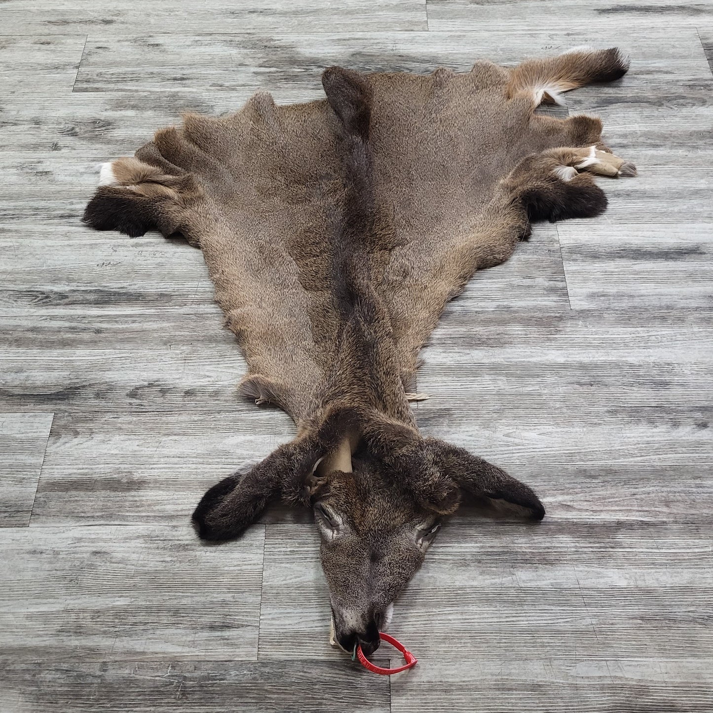 DRESSED SKIN - WHITE-TAILED DEER - #0000969