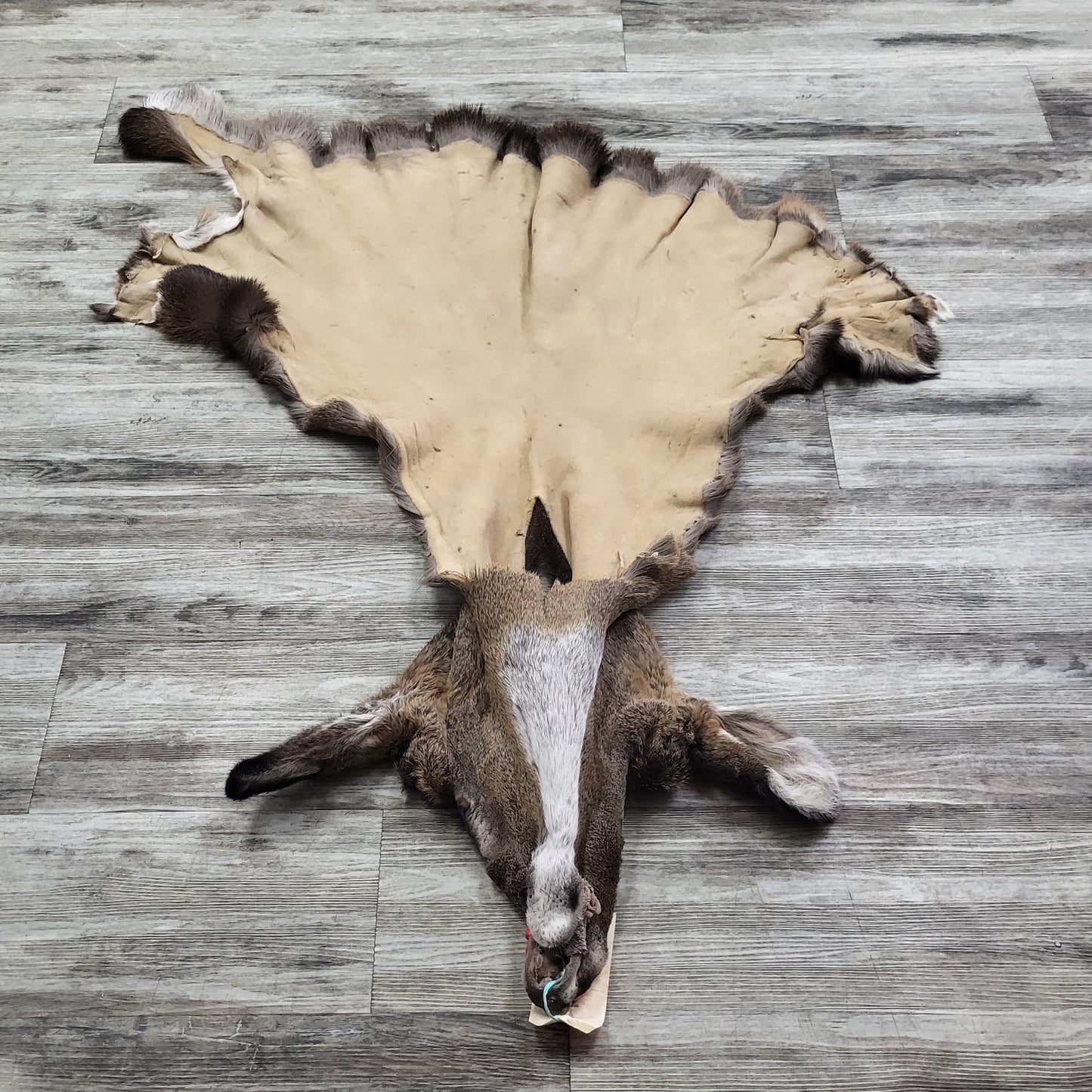 DRESSED SKIN - WHITE-TAILED DEER - #0000969