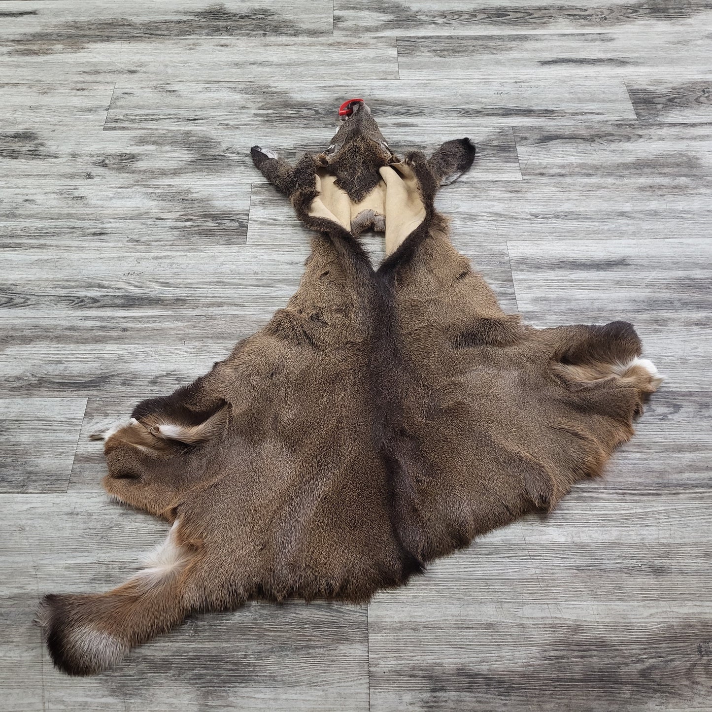 DRESSED SKIN - WHITE-TAILED DEER - #0000969