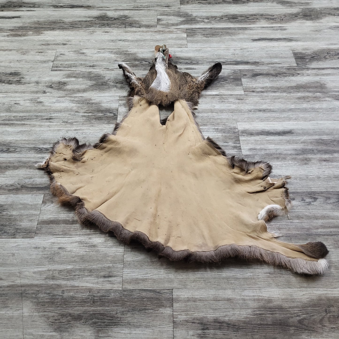 DRESSED SKIN - WHITE-TAILED DEER - #0000969