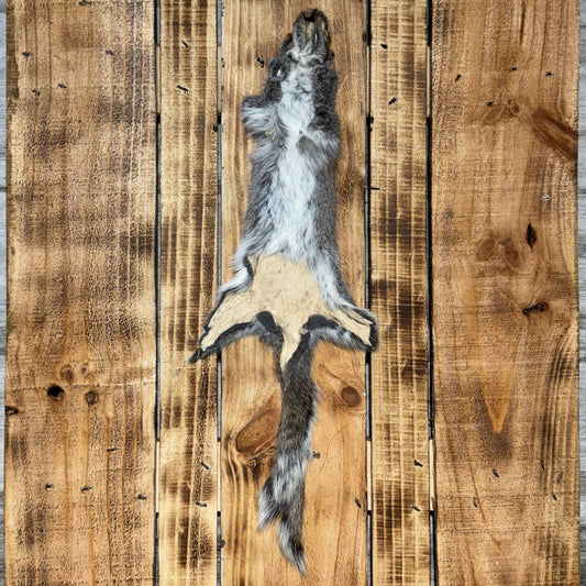 Peau d'écureuil gris