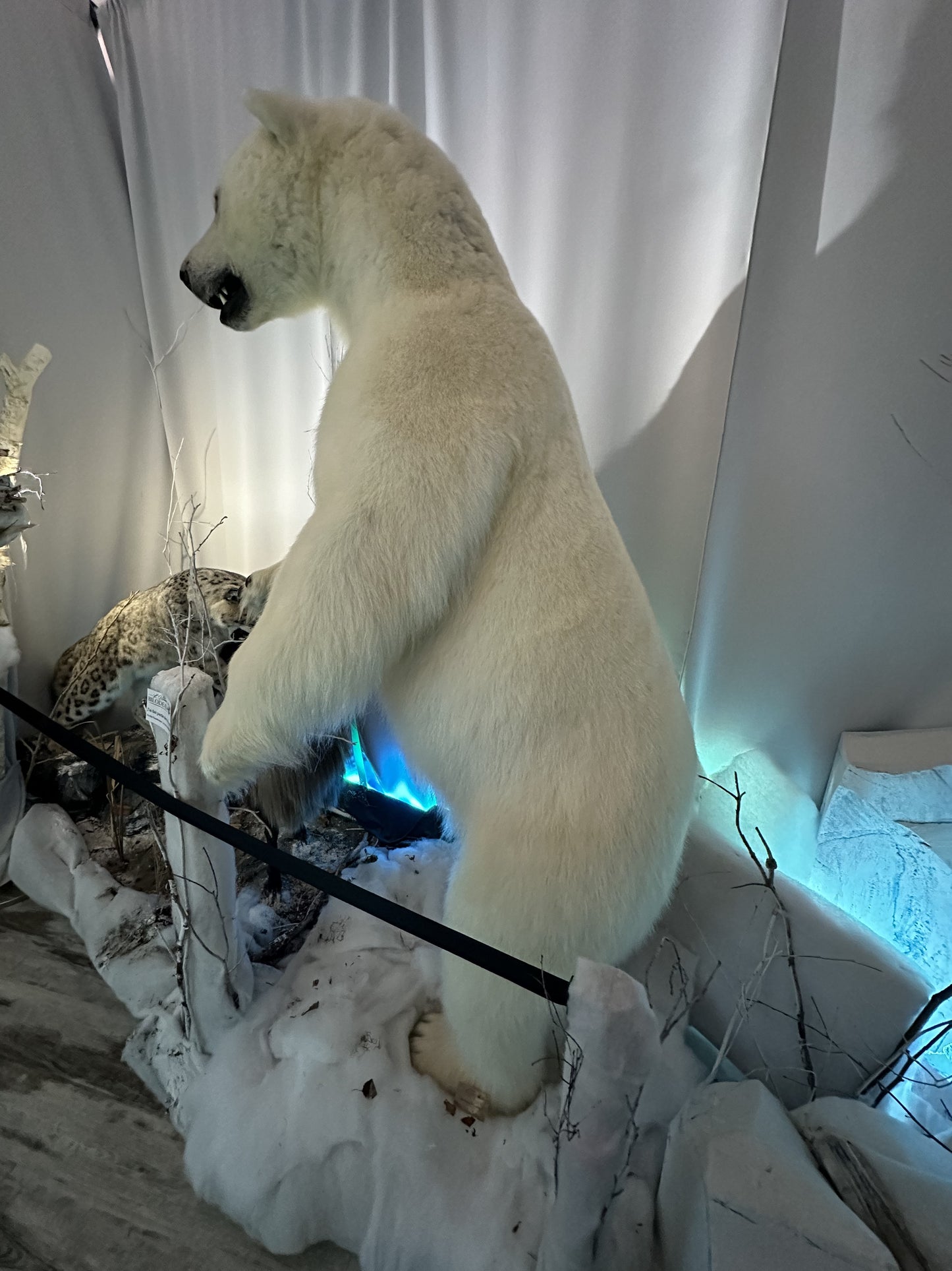 MOUNTS - POLAR BEAR