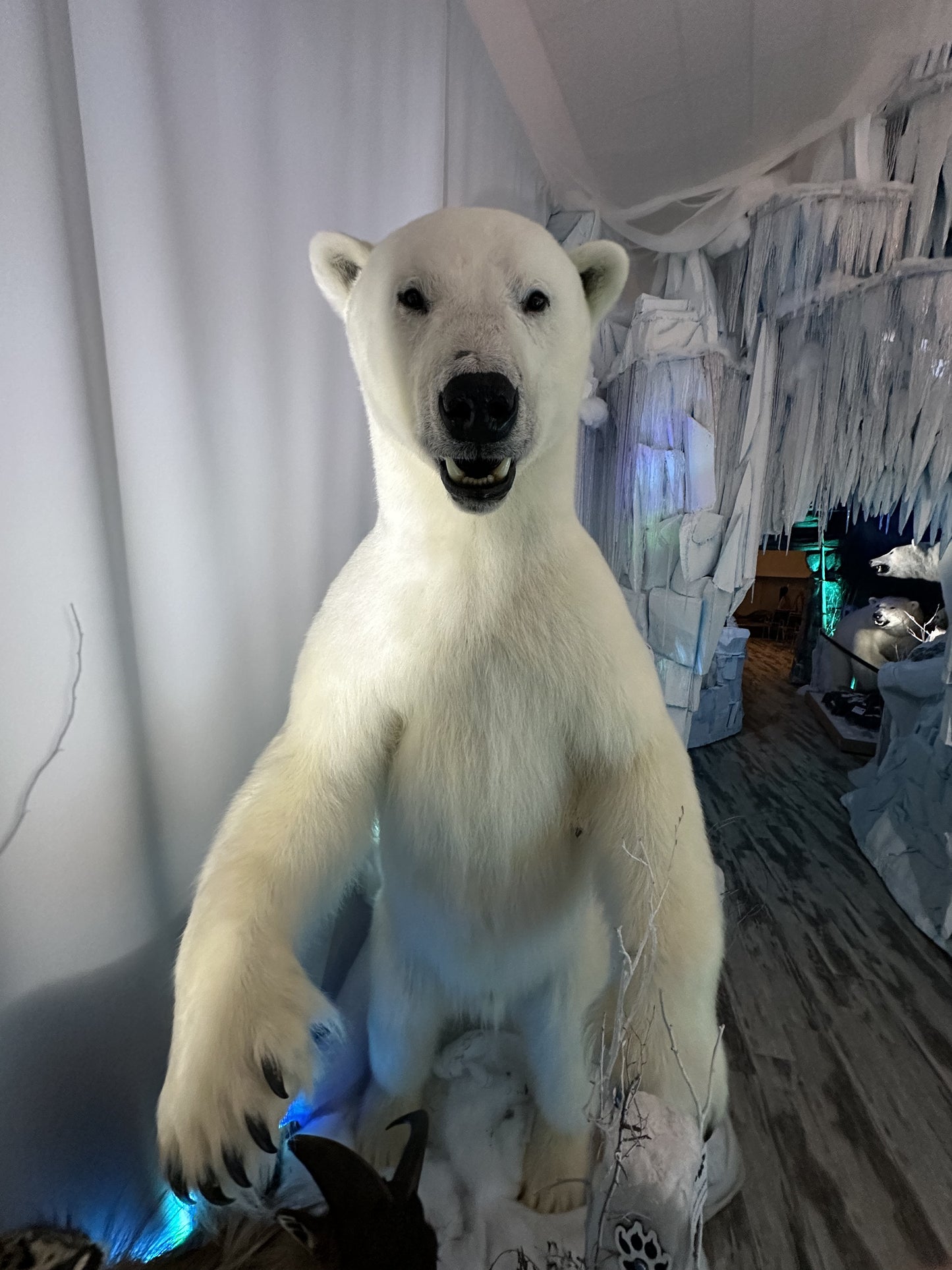 MOUNTS - POLAR BEAR