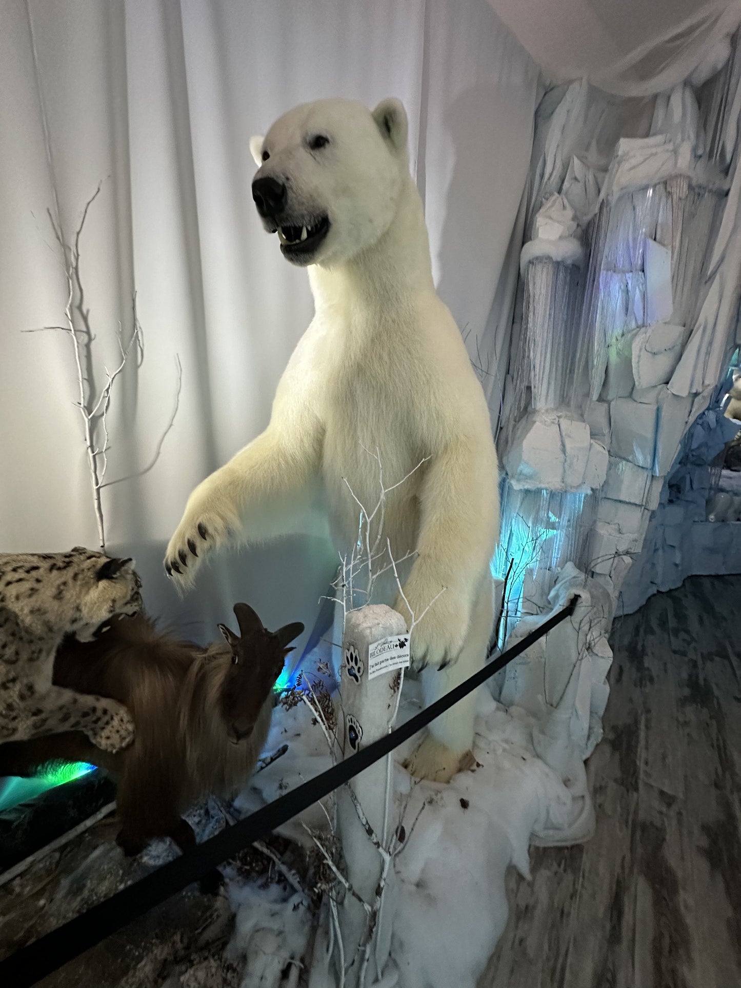 MOUNTS - POLAR BEAR