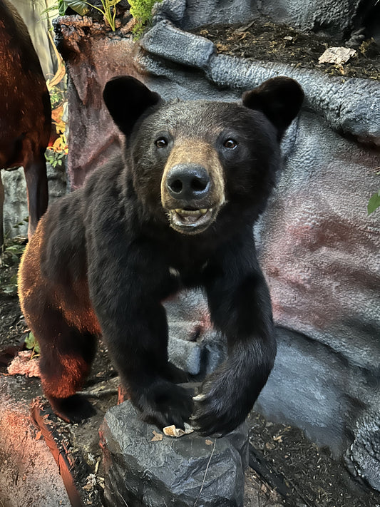 MOUNTS - BLACK BEAR