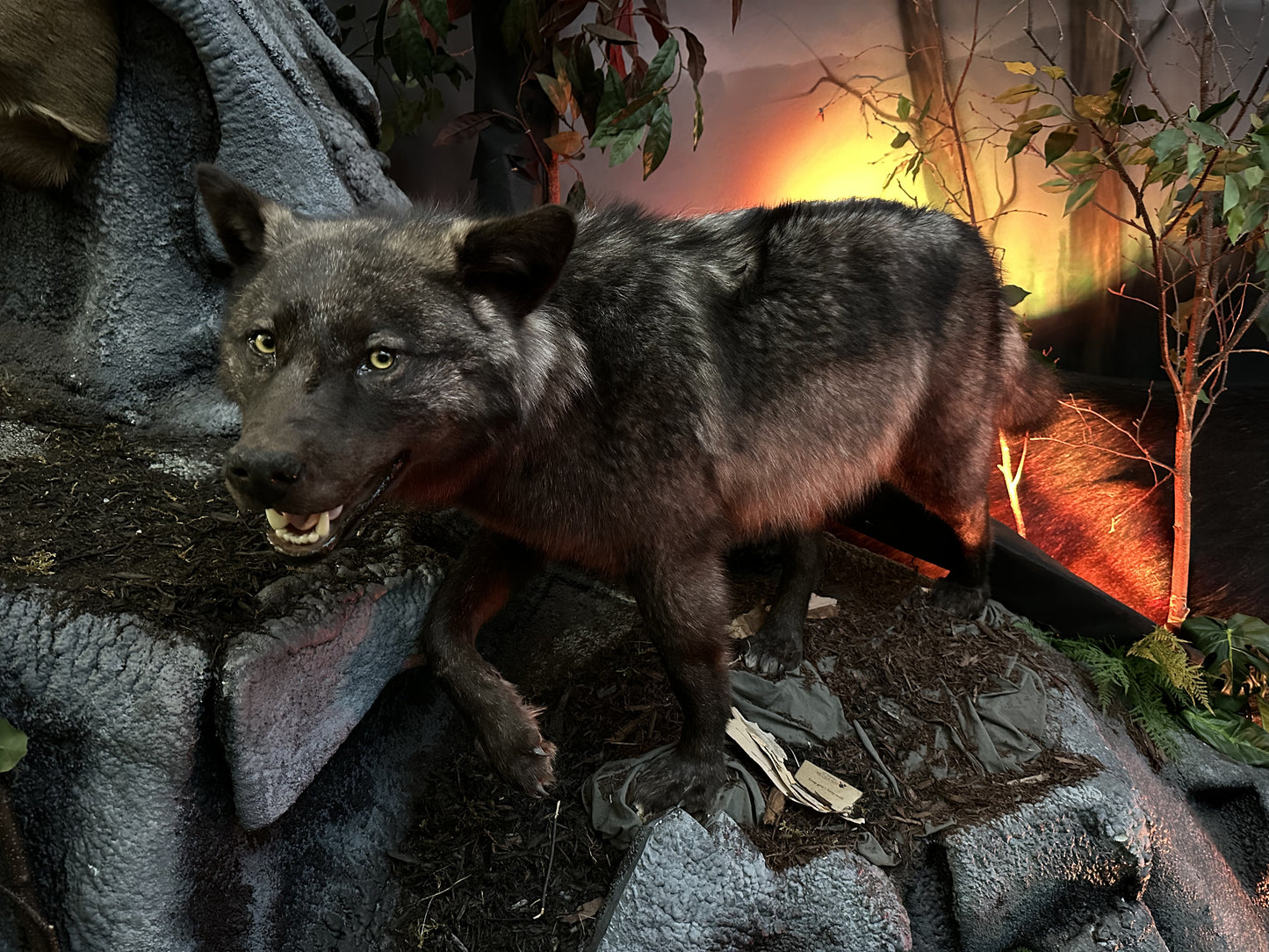 MOUNTS - GREY WOLF