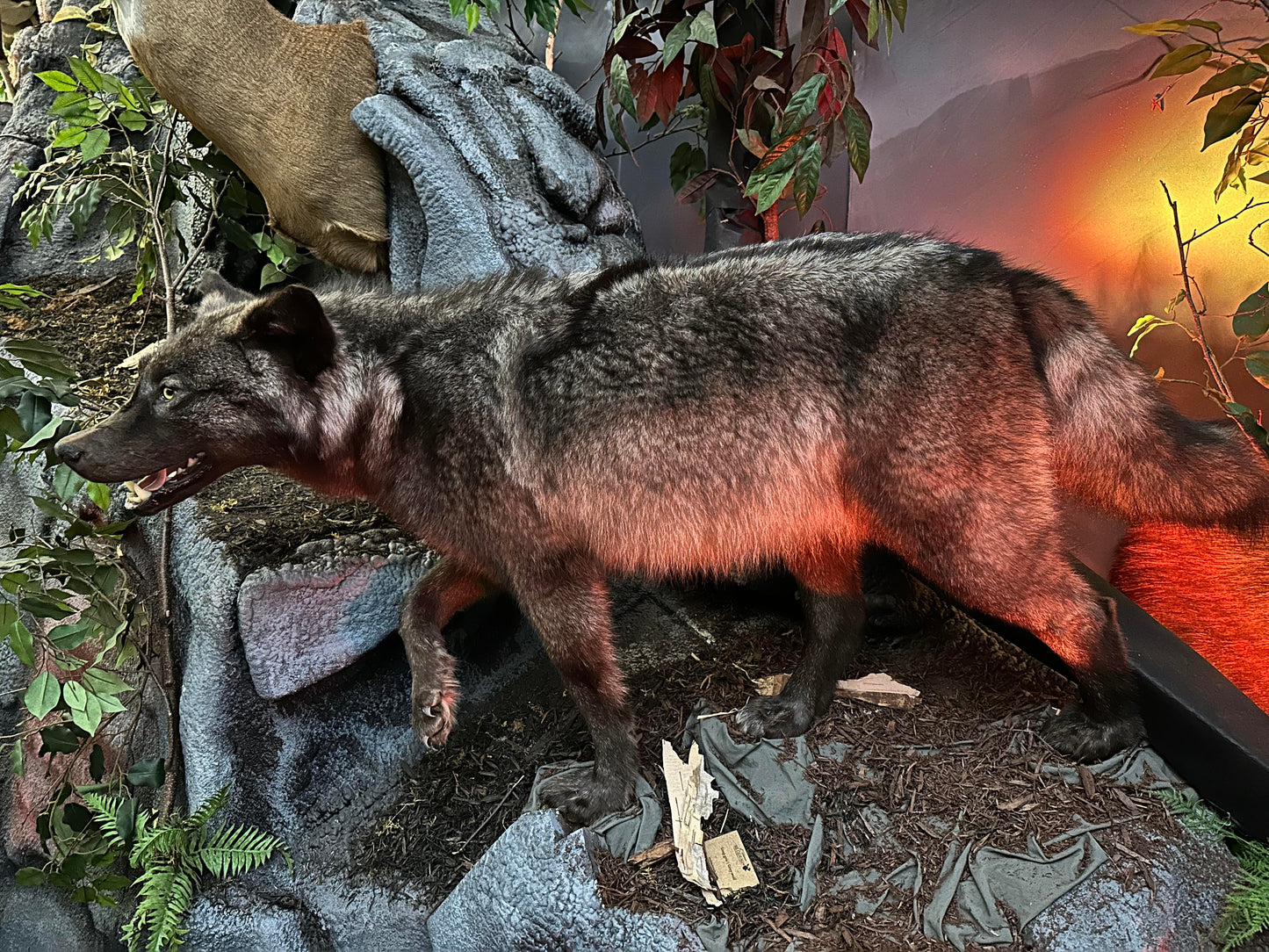 MOUNTS - GREY WOLF