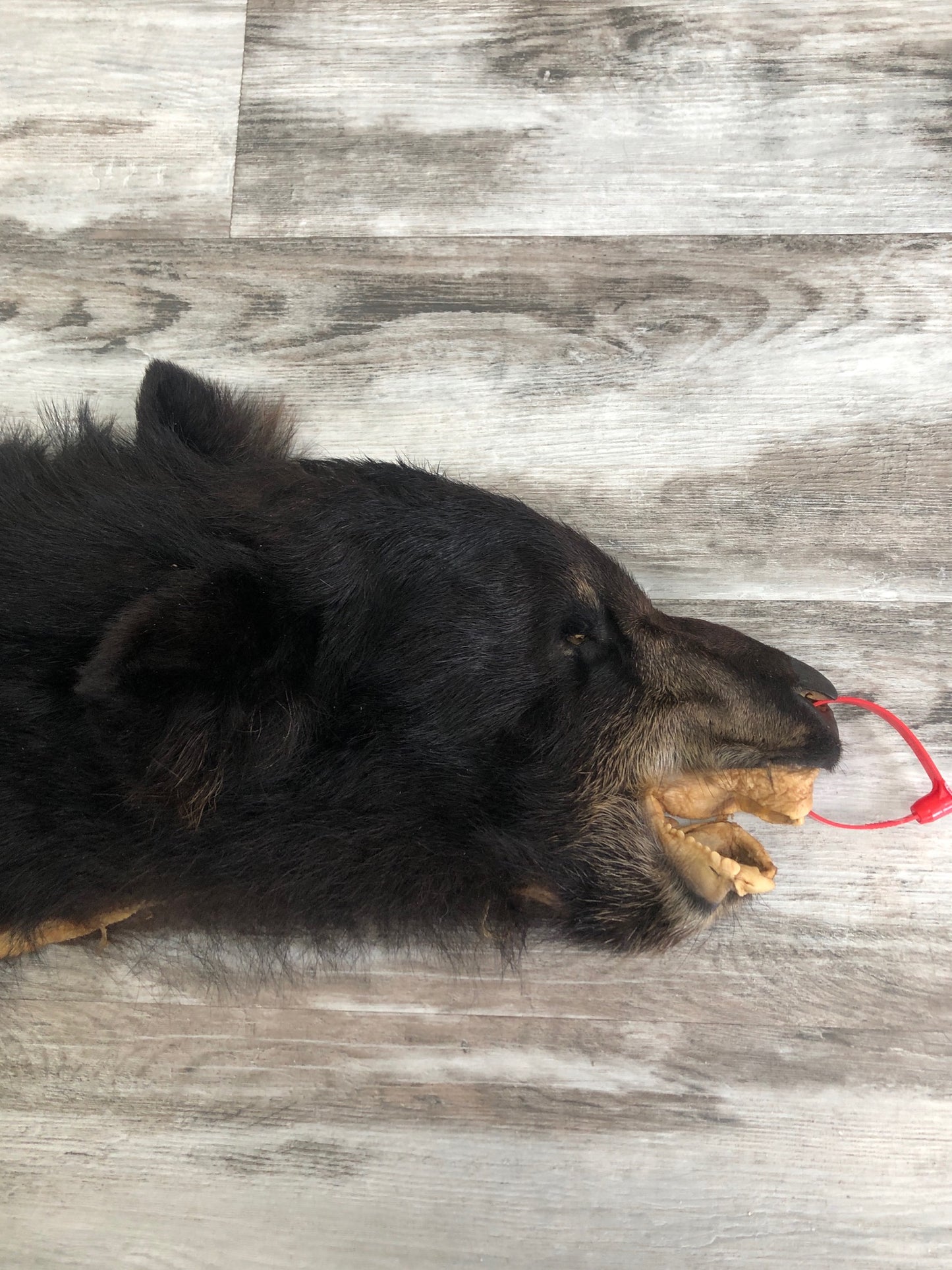 Peaux - Ours Noir #0000599