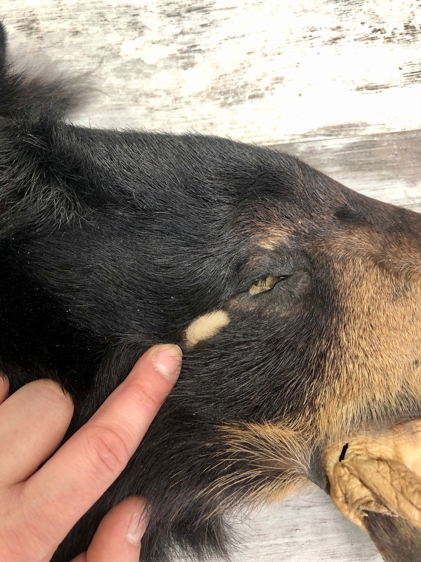 Peaux - Ours noir #0000625