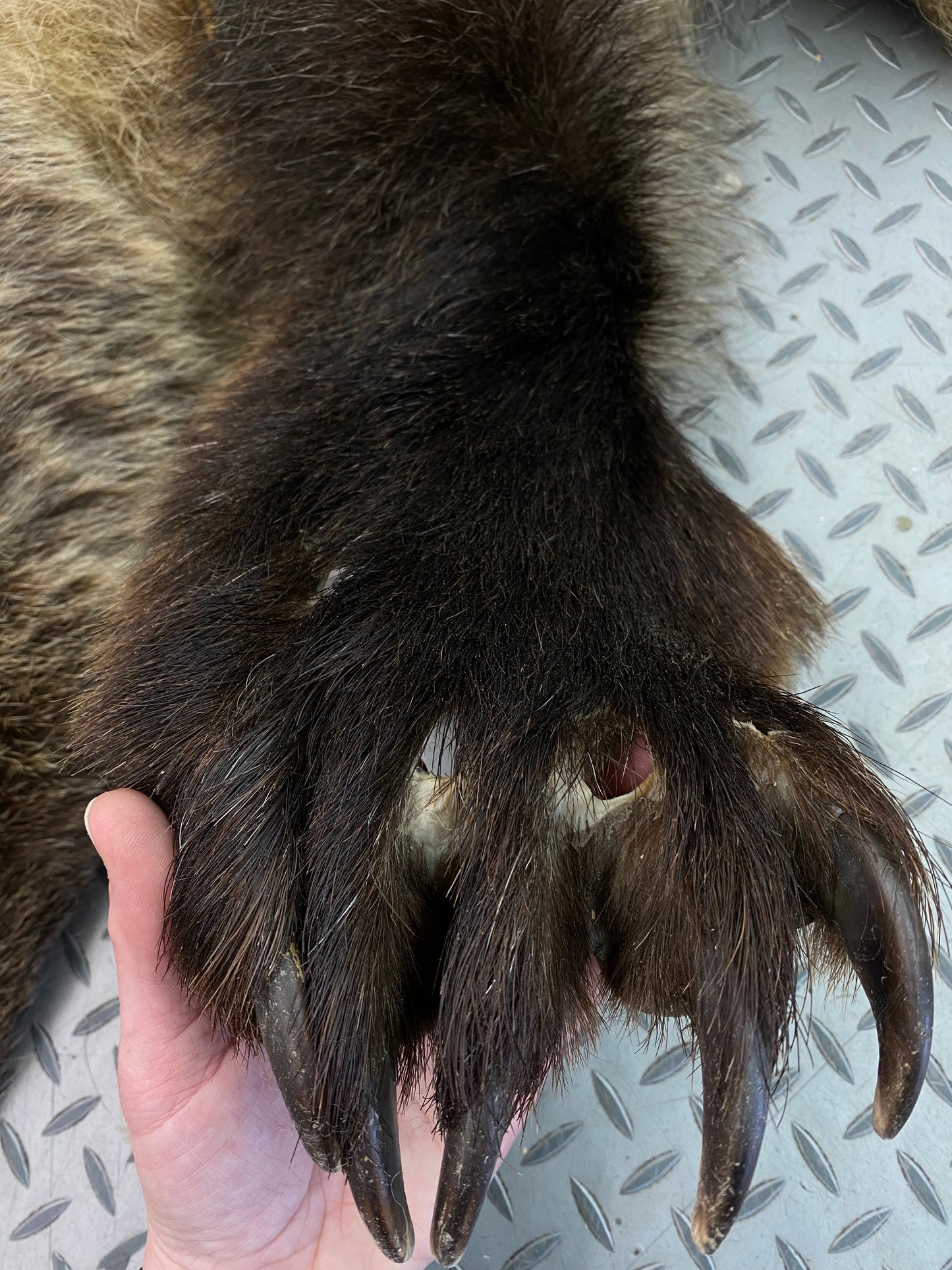 DRESSED SKINS - GRIZZLY #0871