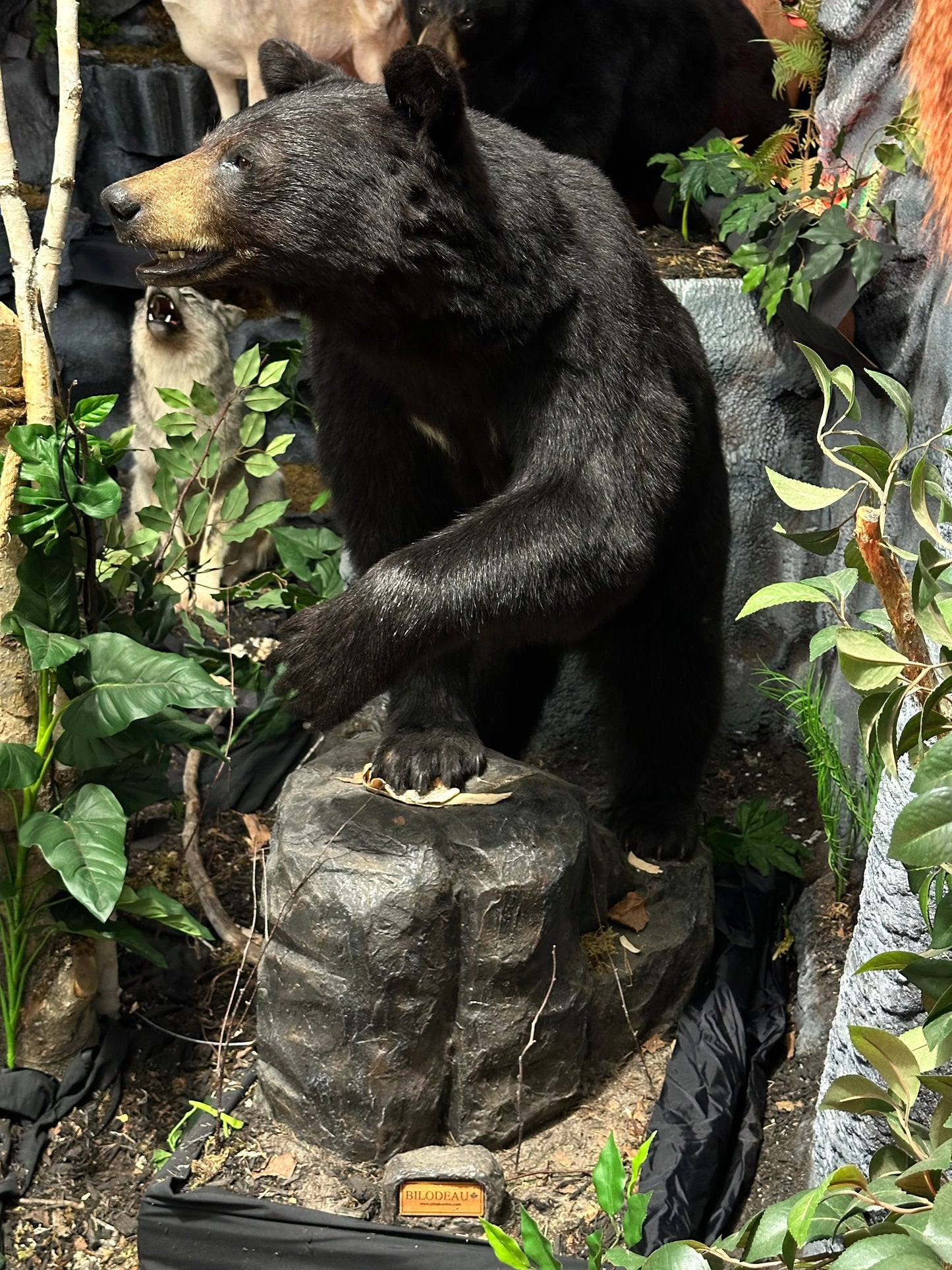 Mounts - Black Bear