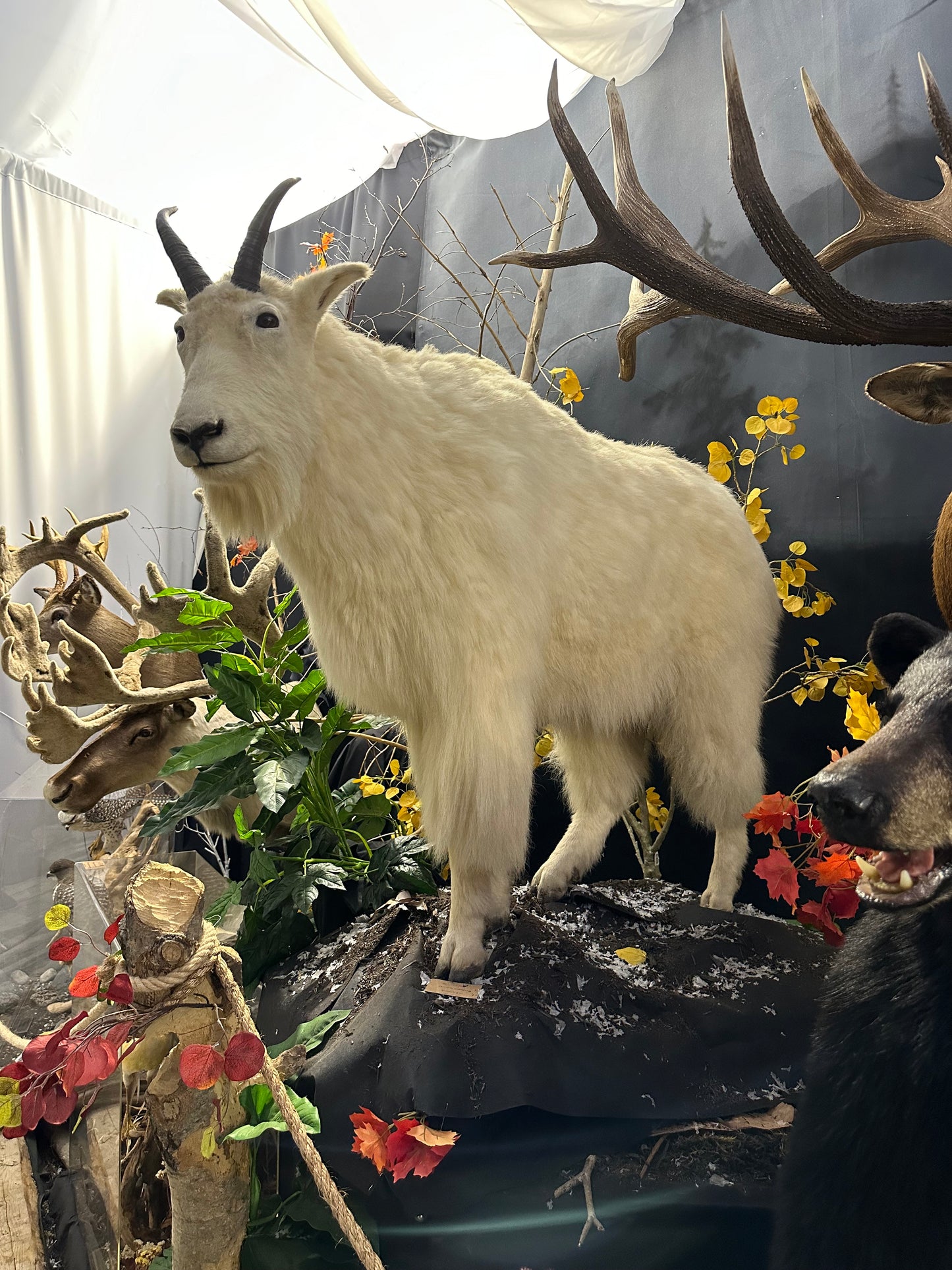 Mounts - Mountain Goat