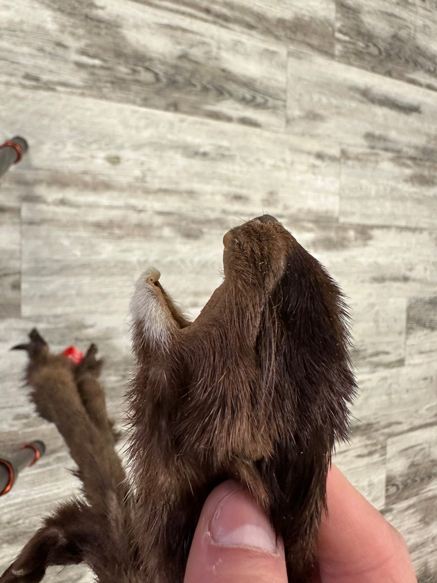 Dressed Skin - Mink #0000593