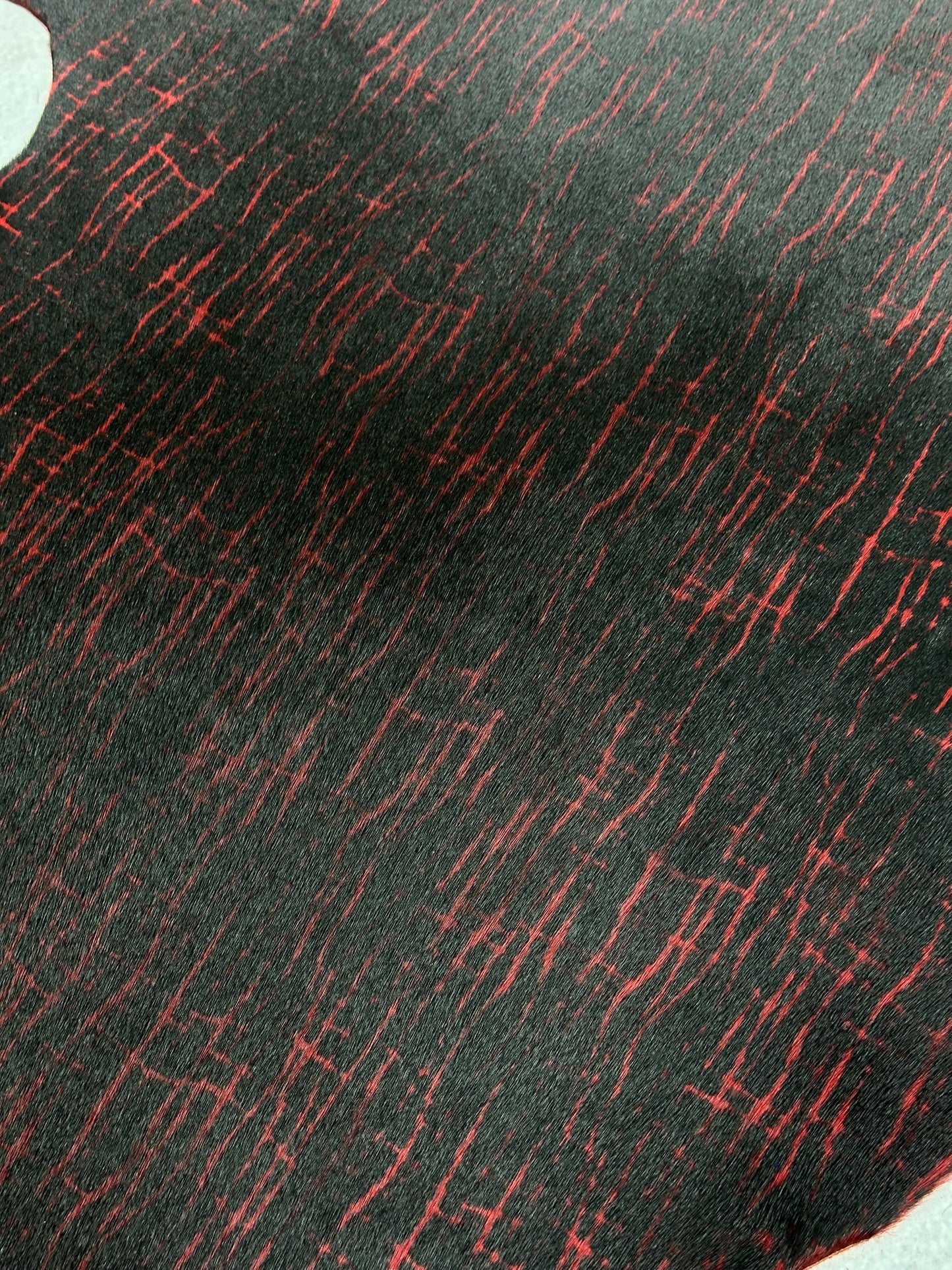 Loup-Marin de couleur