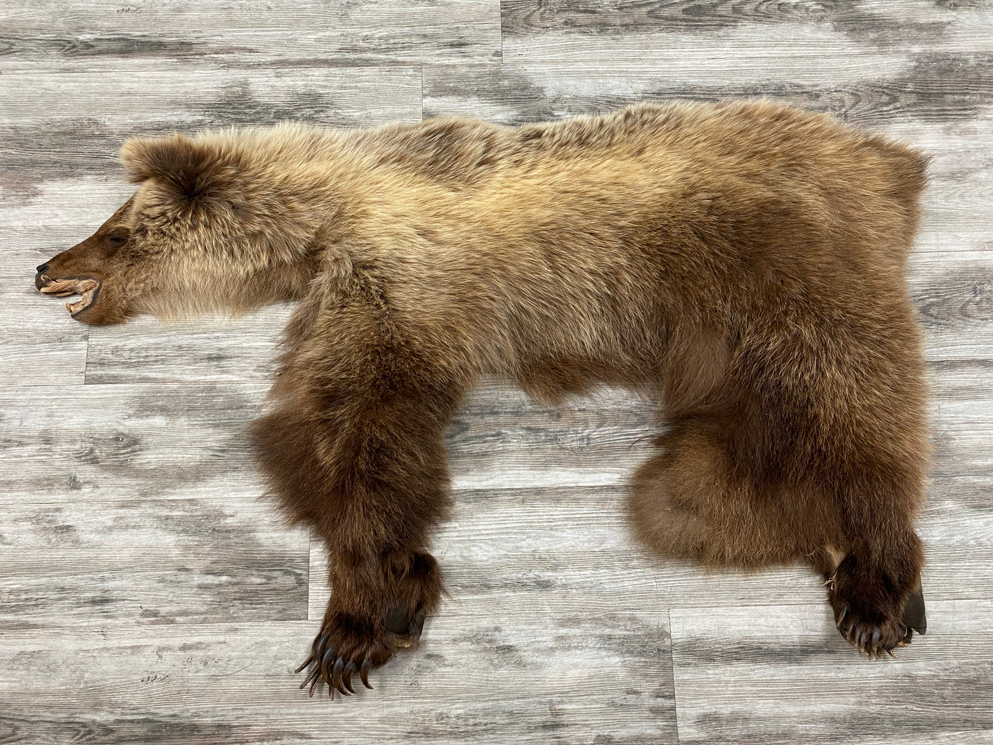 DRESSED SKIN - GRIZZLY #02169