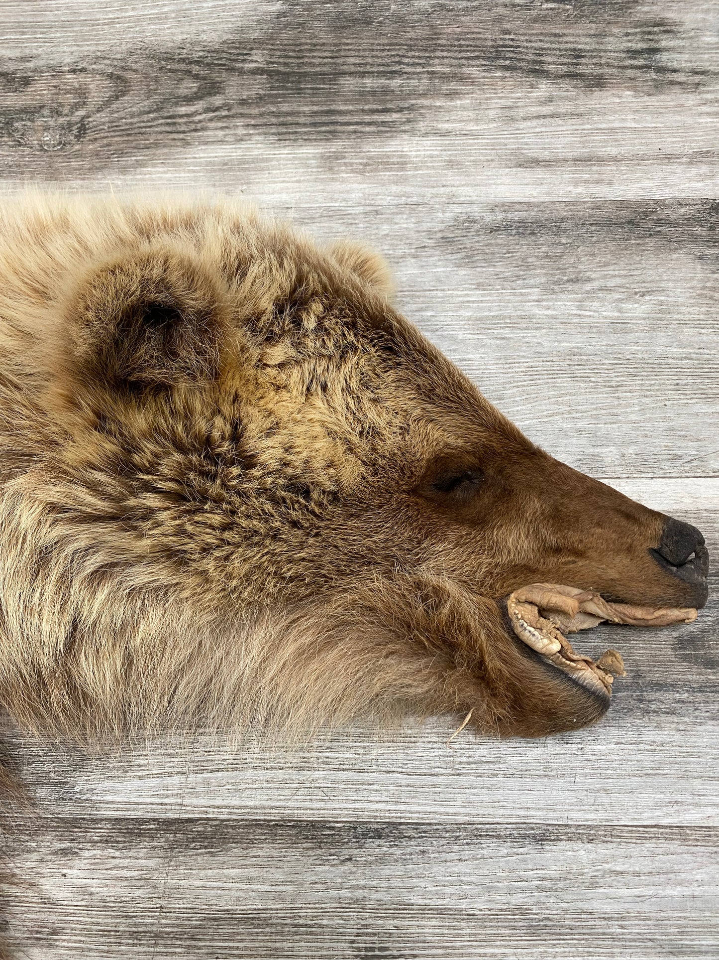 DRESSED SKIN - GRIZZLY #02169