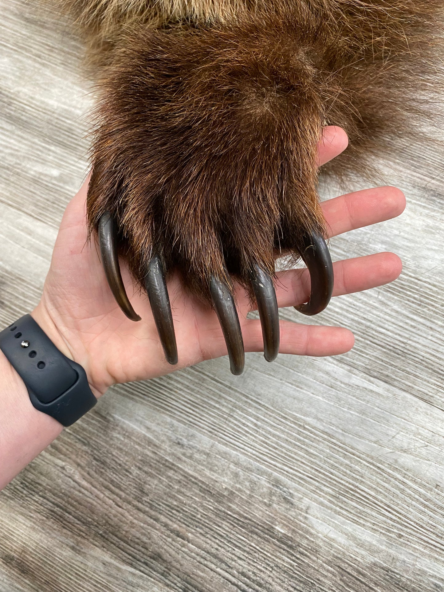 DRESSED SKIN - GRIZZLY #02169
