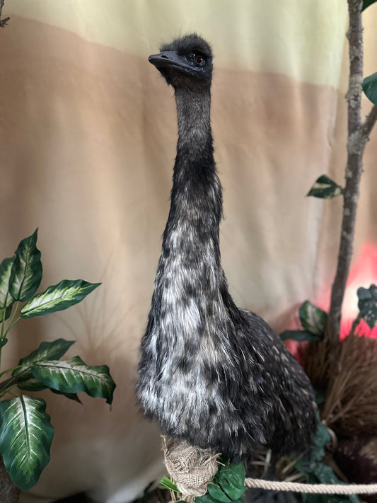 Mounts - Emu