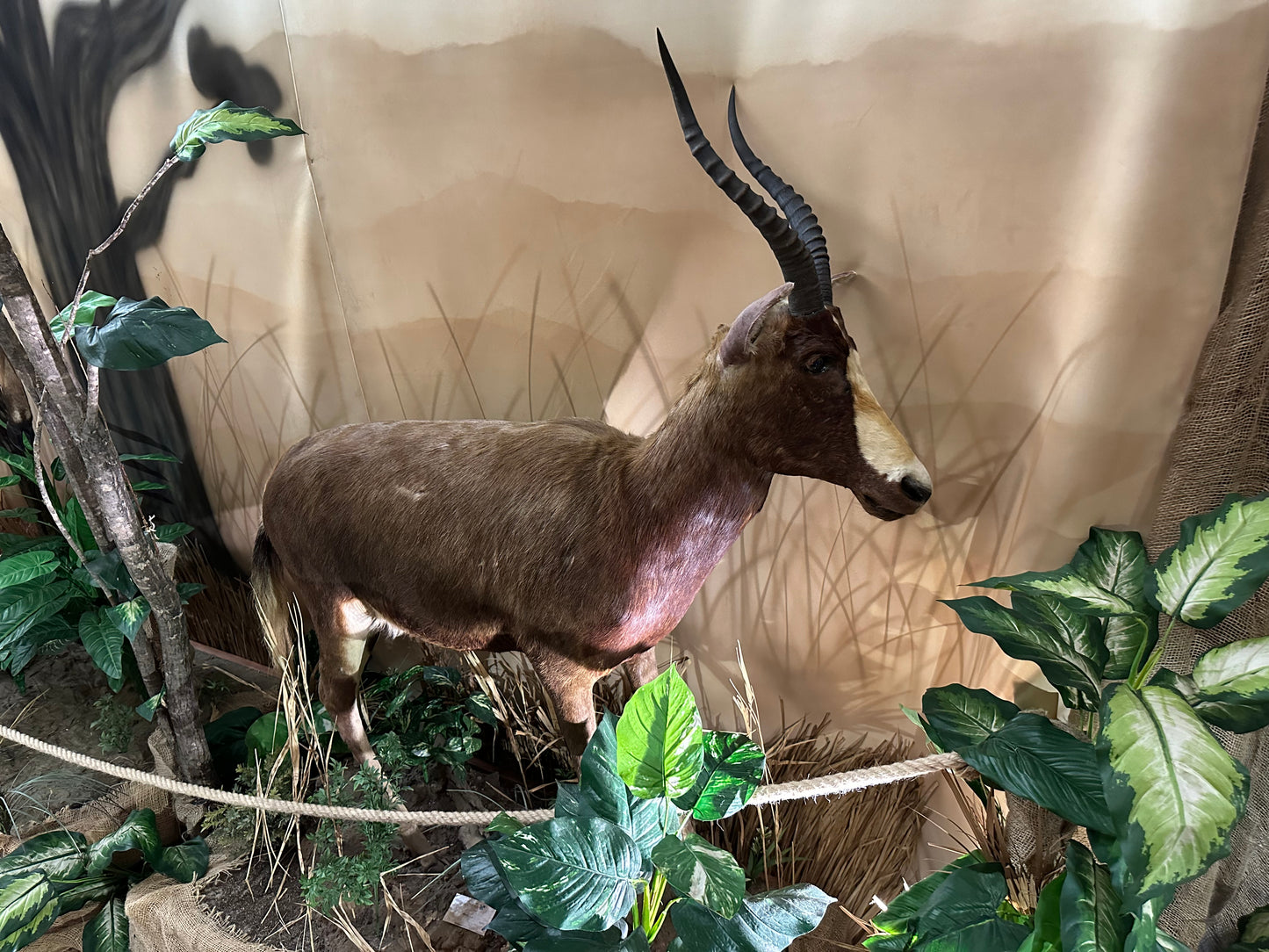 Montage - Blesbok