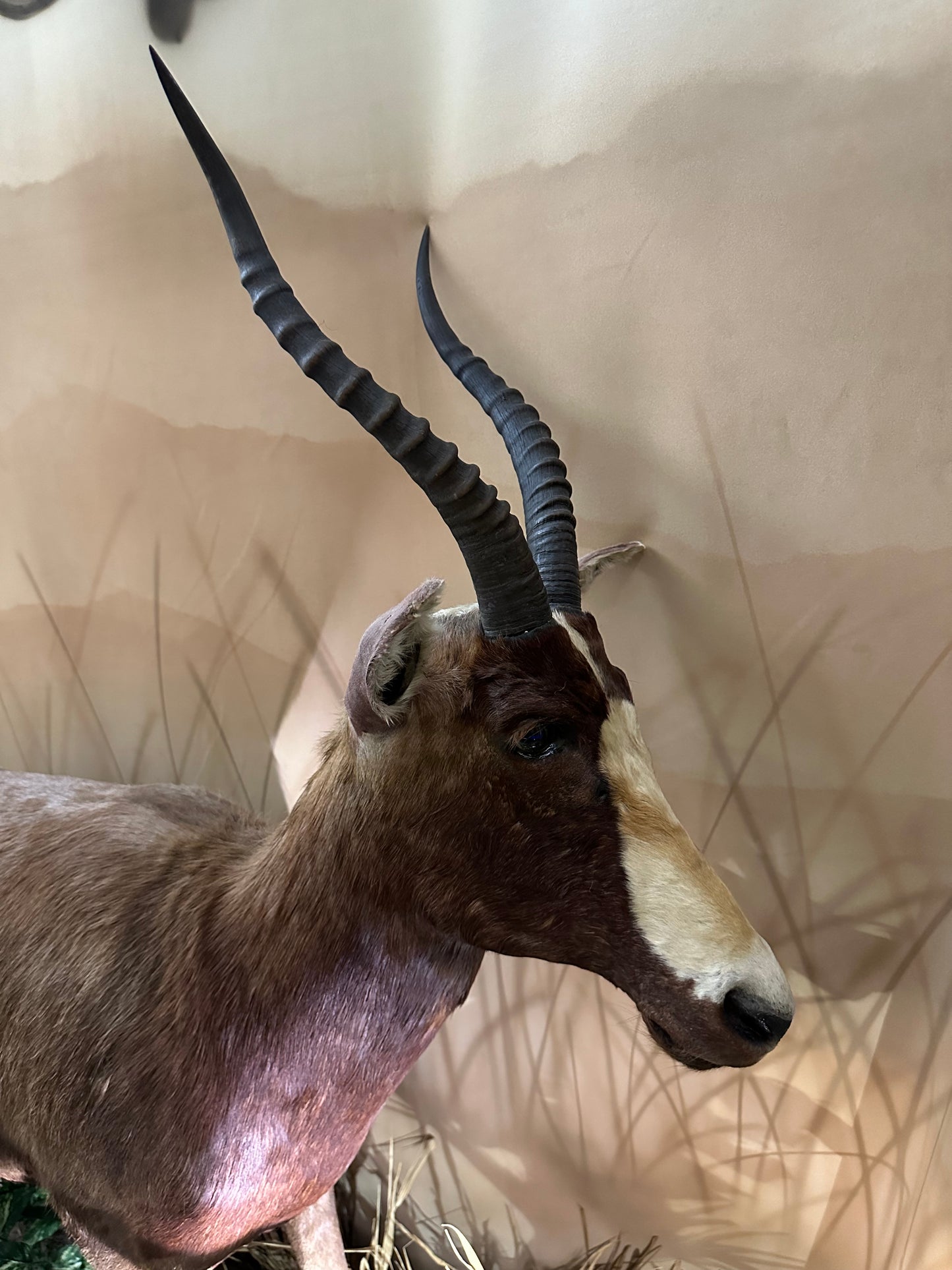 Montage - Blesbok