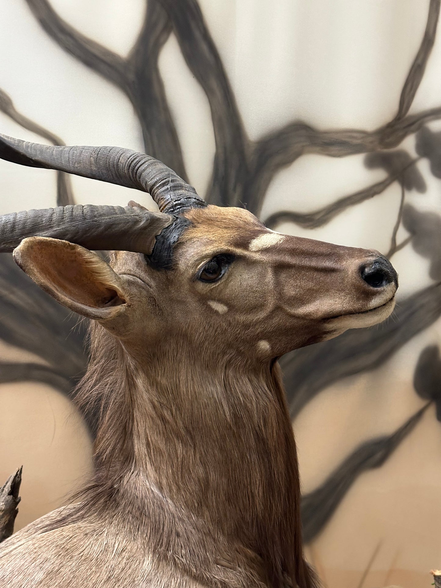 Montage - Nyala