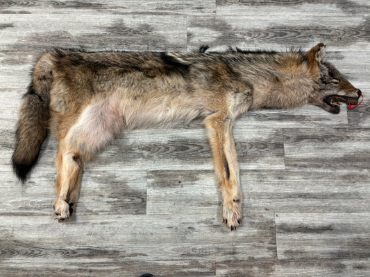 Peau - Loup des bois #0001168