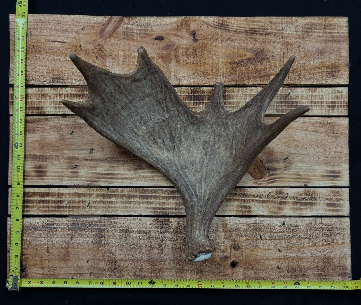 Antlers - Moose shed antler for rattling #3