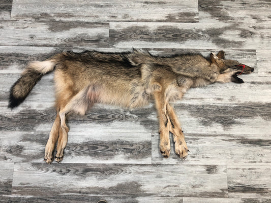 Peau - Loup des bois #0000485