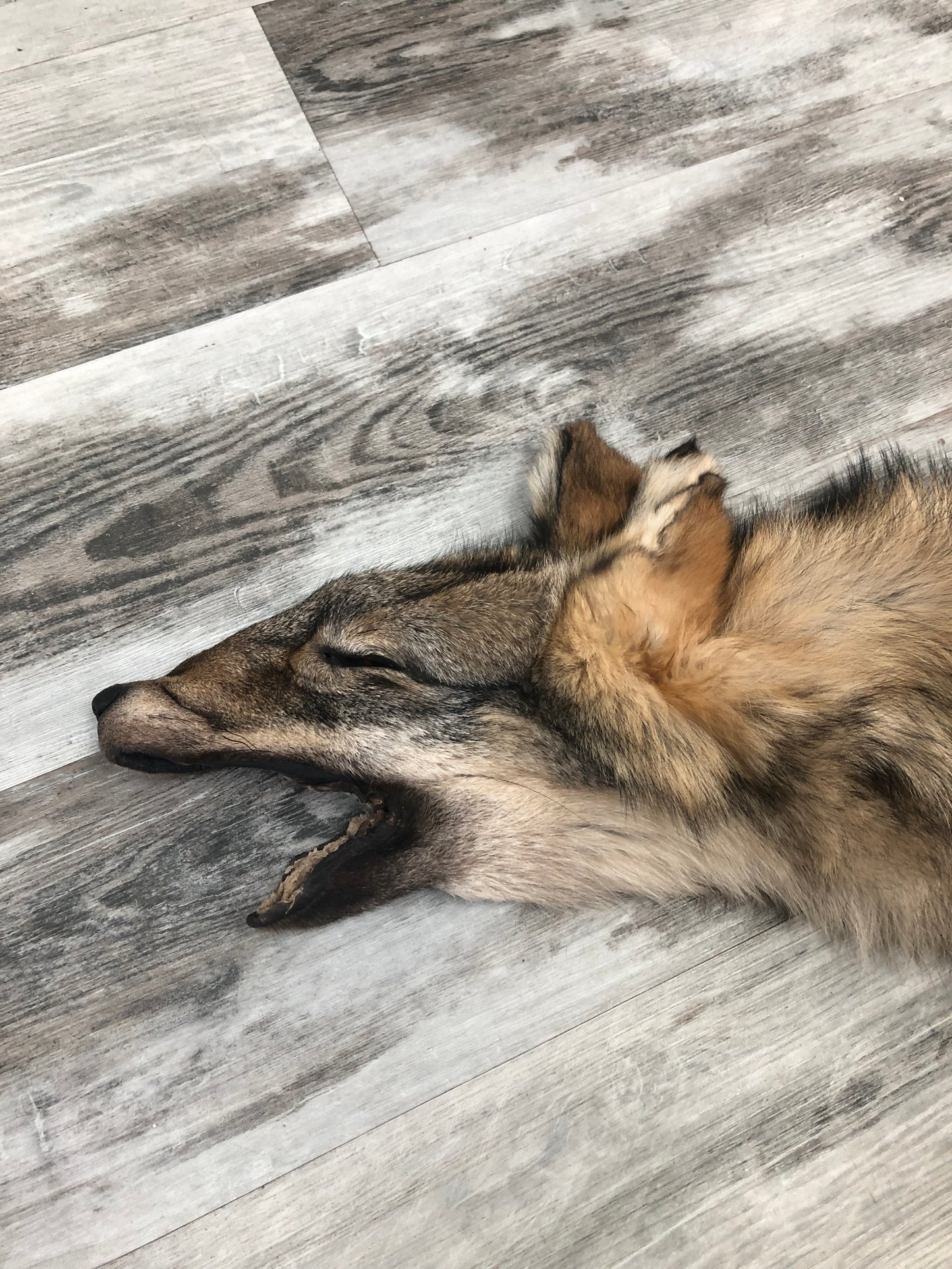 Peau - Loup des bois #0000485