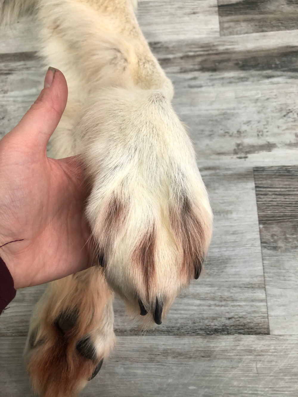 DRESSED SKIN TIMBER WOLF #0000535