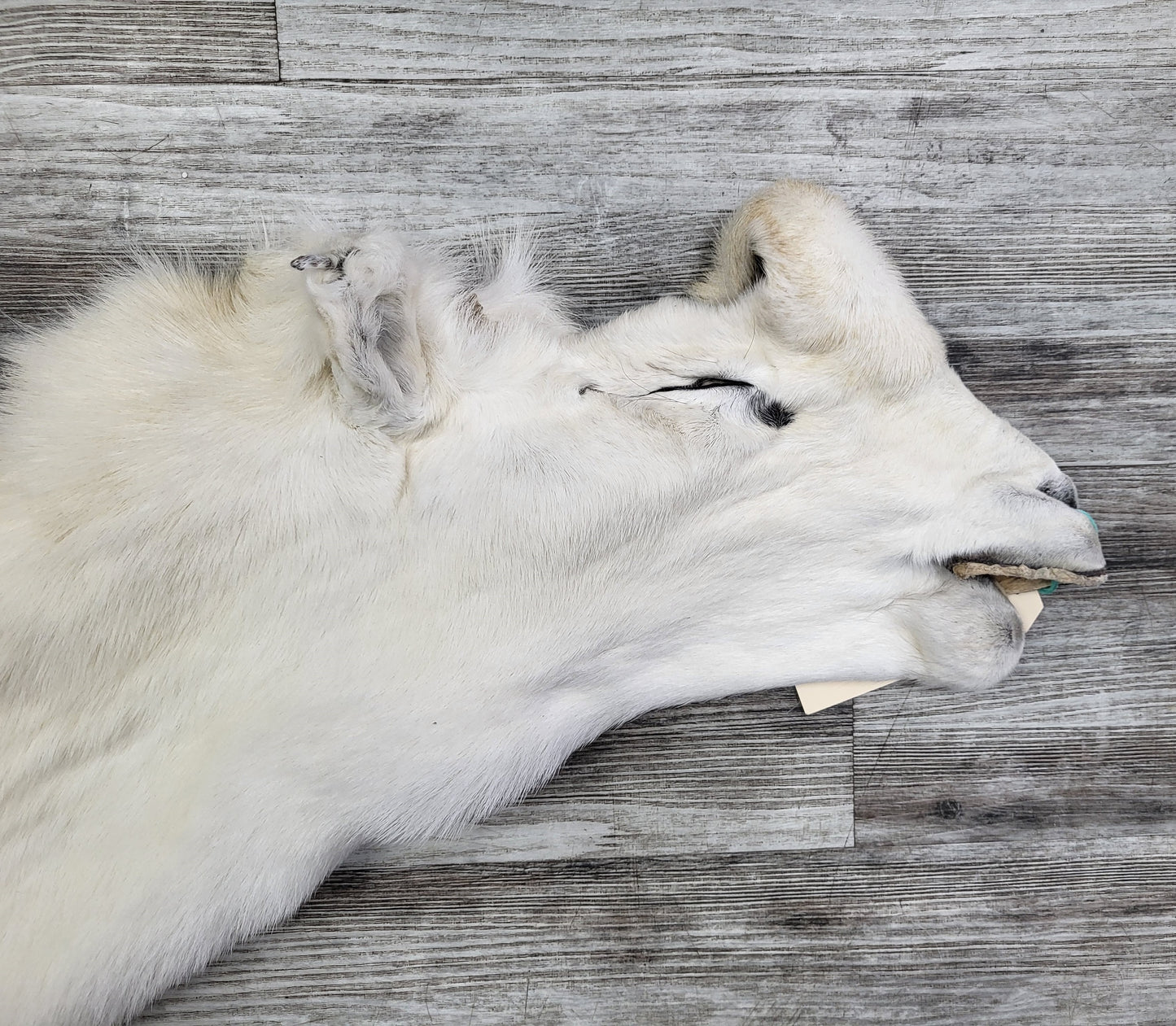 DRESSED SKIN -DALL SHEEP - #04373