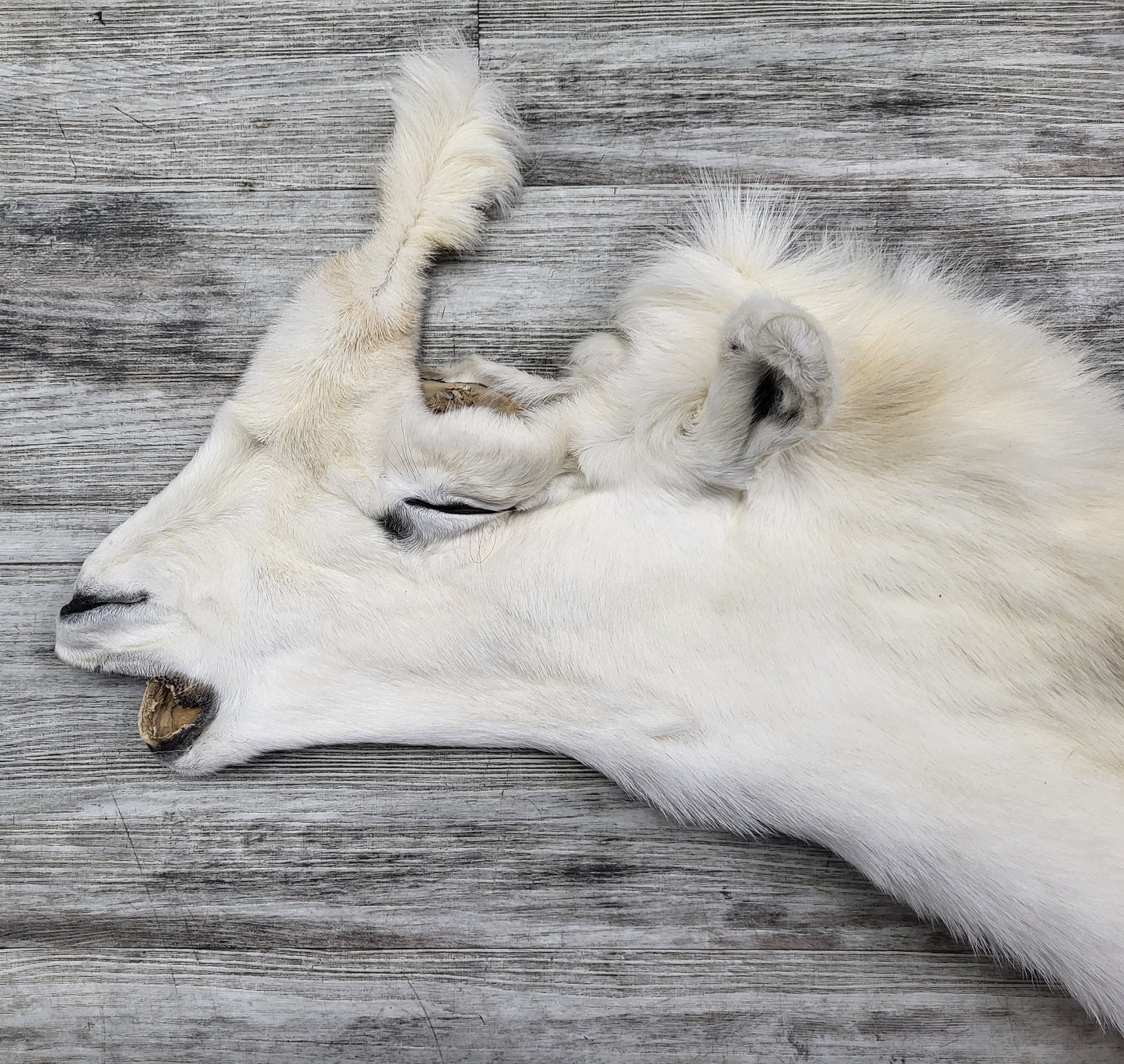 DRESSED SKIN -DALL SHEEP - #04373