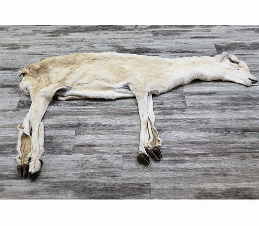 PEAU - MOUFLON DE DALL #04373