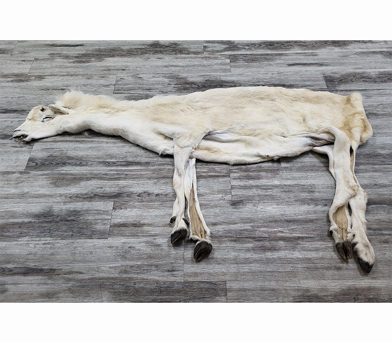 DRESSED SKIN -DALL SHEEP - #04373