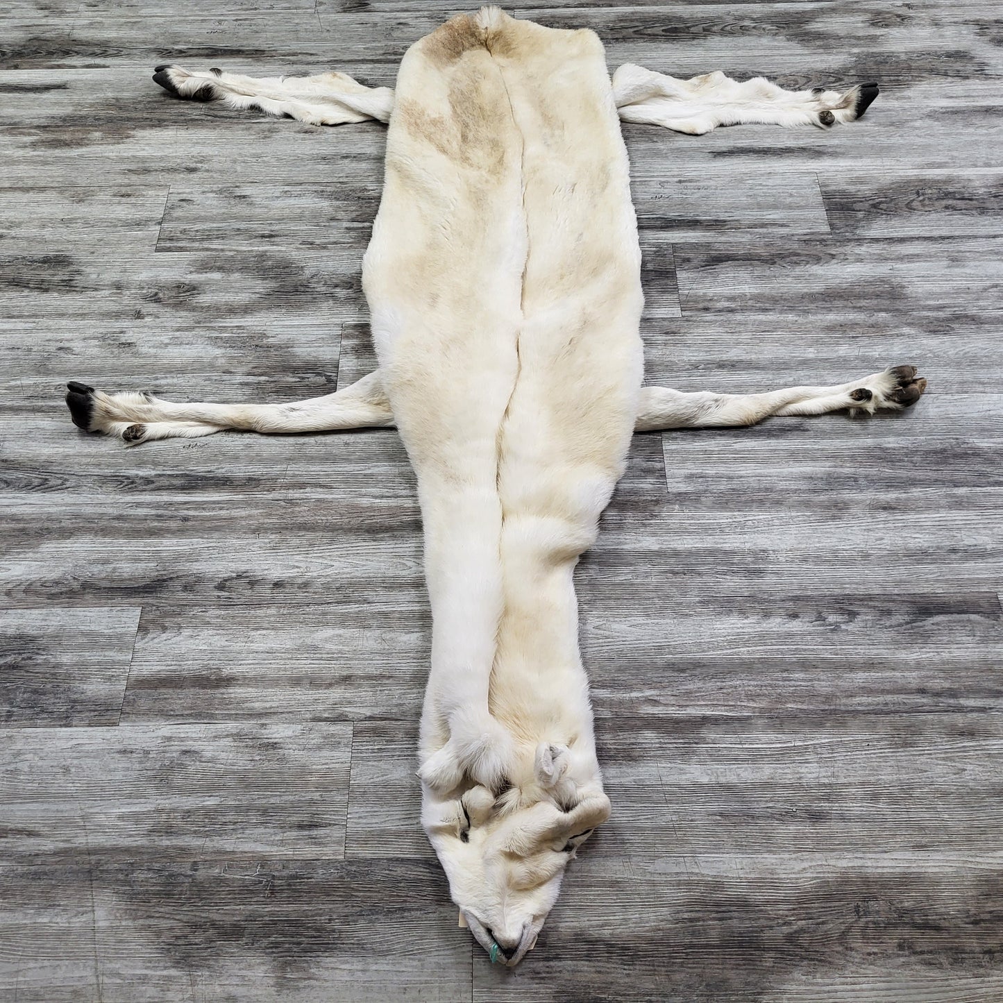 DRESSED SKIN -DALL SHEEP - #04373