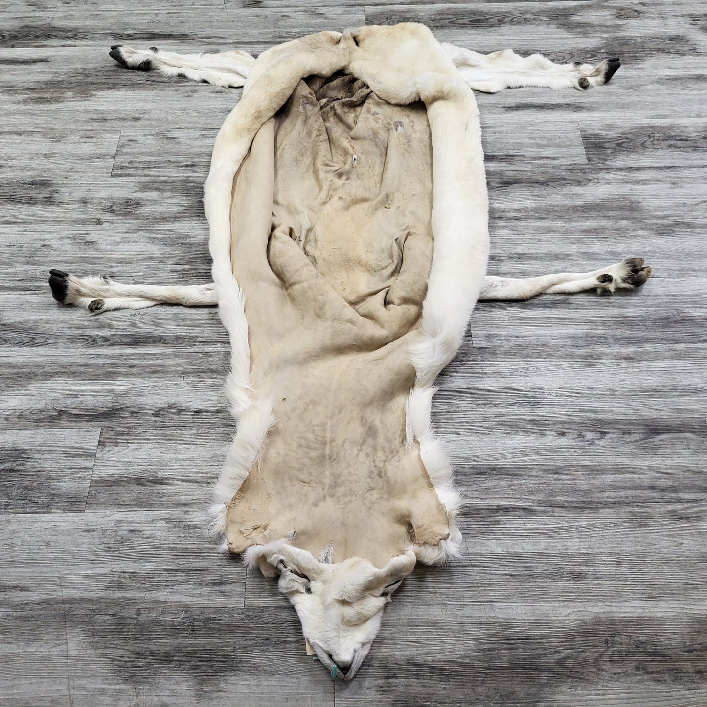 DRESSED SKIN -DALL SHEEP - #04373
