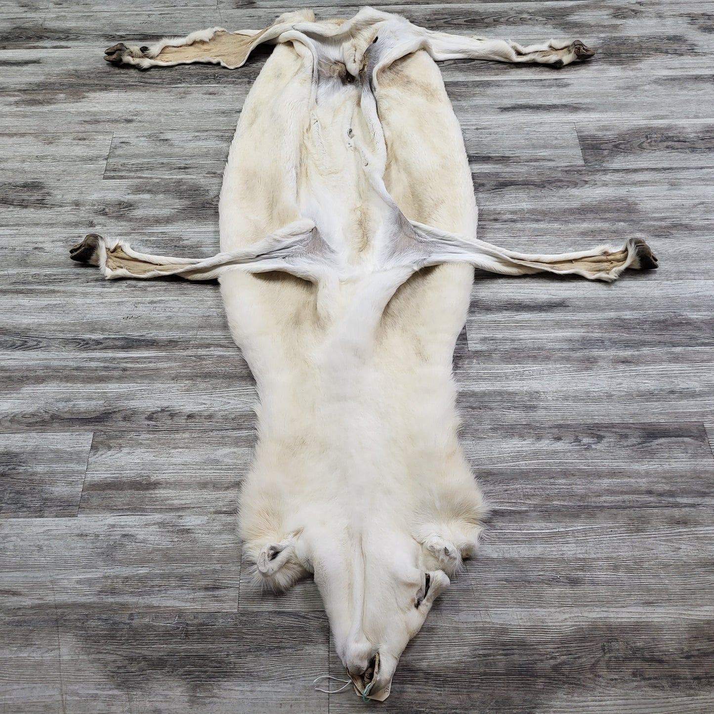 DRESSED SKIN -DALL SHEEP - #04373