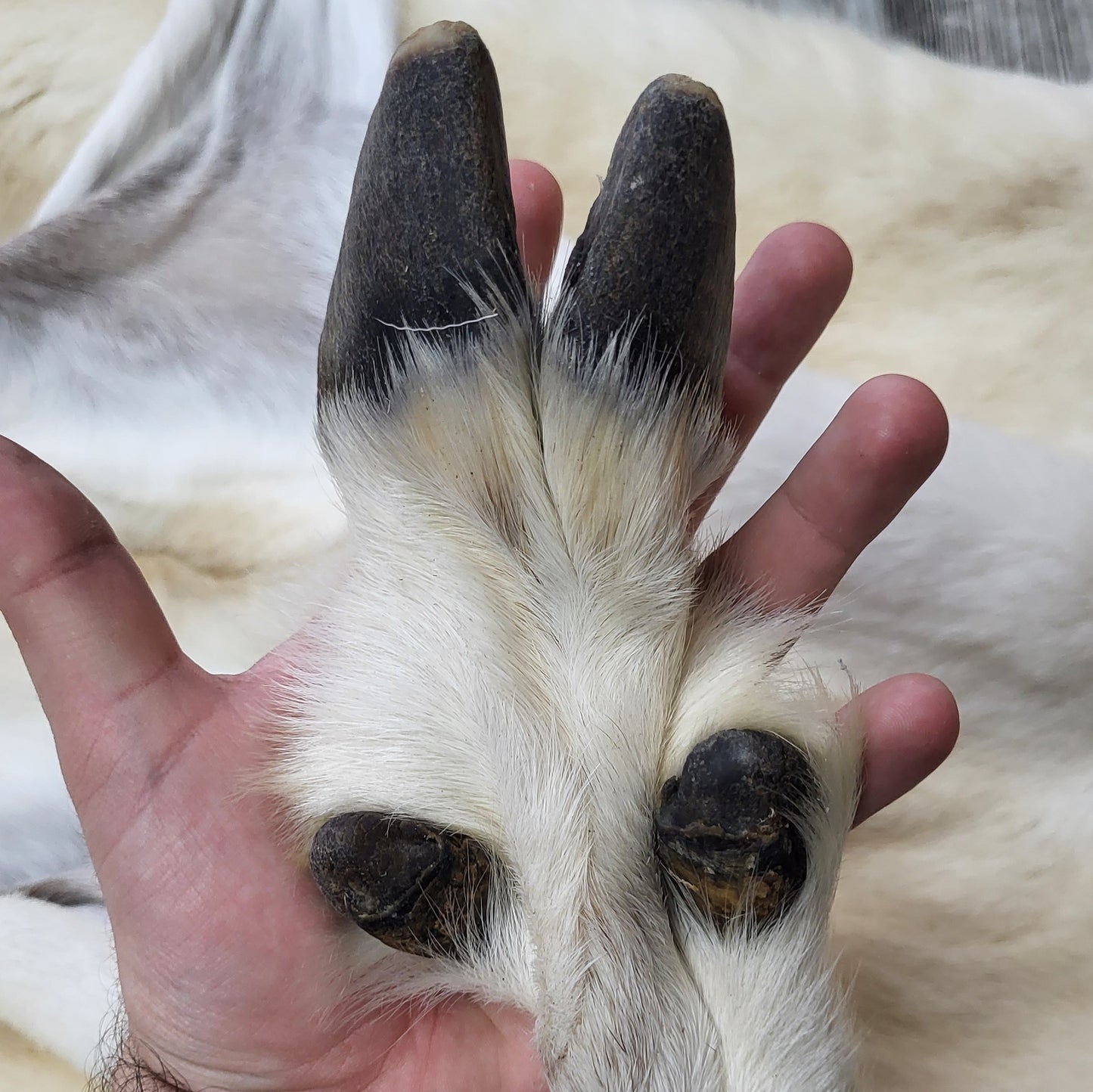 DRESSED SKIN -DALL SHEEP - #04373