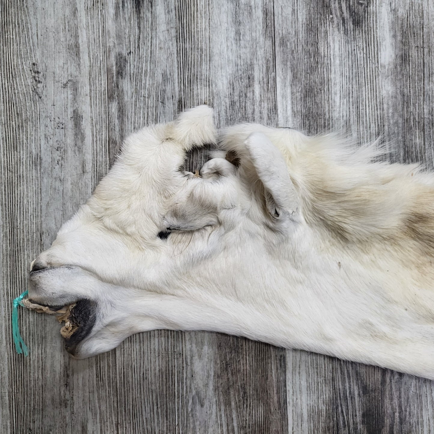 DRESSED SKIN - DALL SHEEP - #04376
