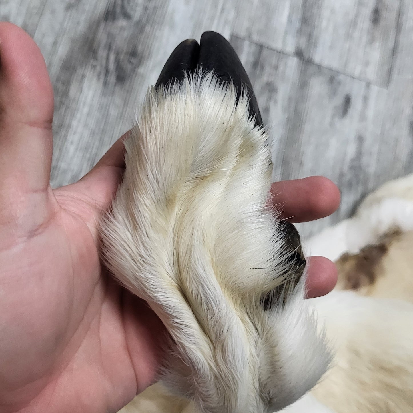 DRESSED SKIN - DALL SHEEP - #04376