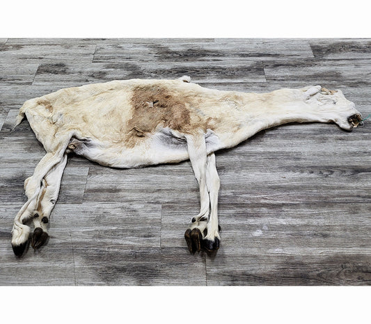 PEAU - MOUFLON DE DALL #04376