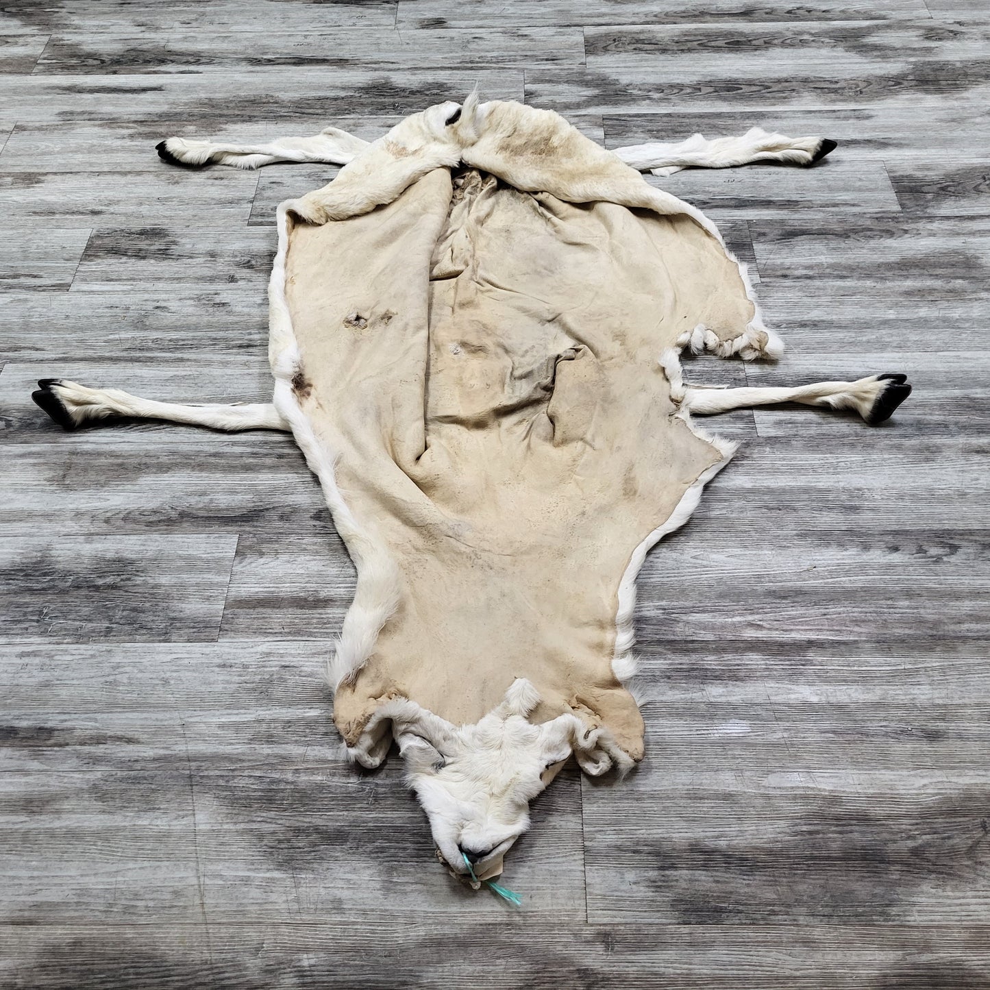 DRESSED SKIN - DALL SHEEP - #04376