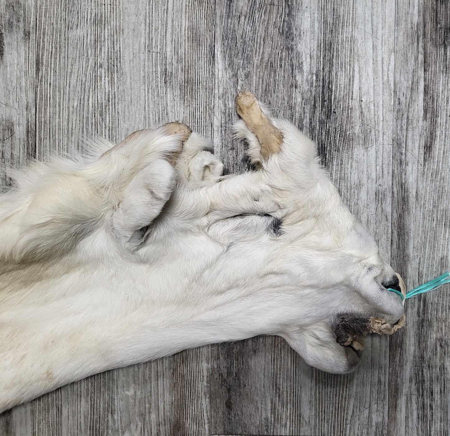 DRESSED SKIN - DALL SHEEP - #04376