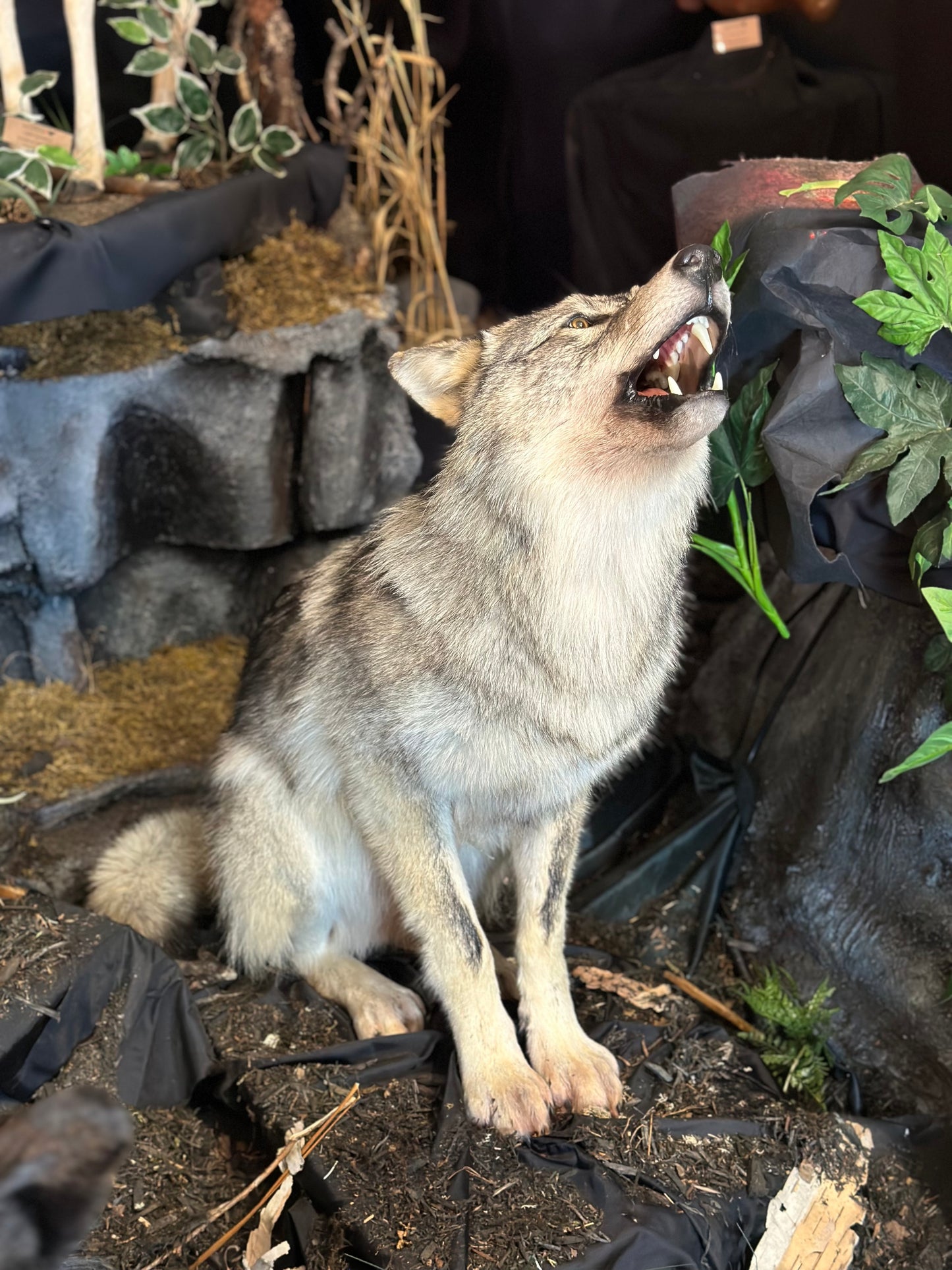 MOUNTS - WOLF