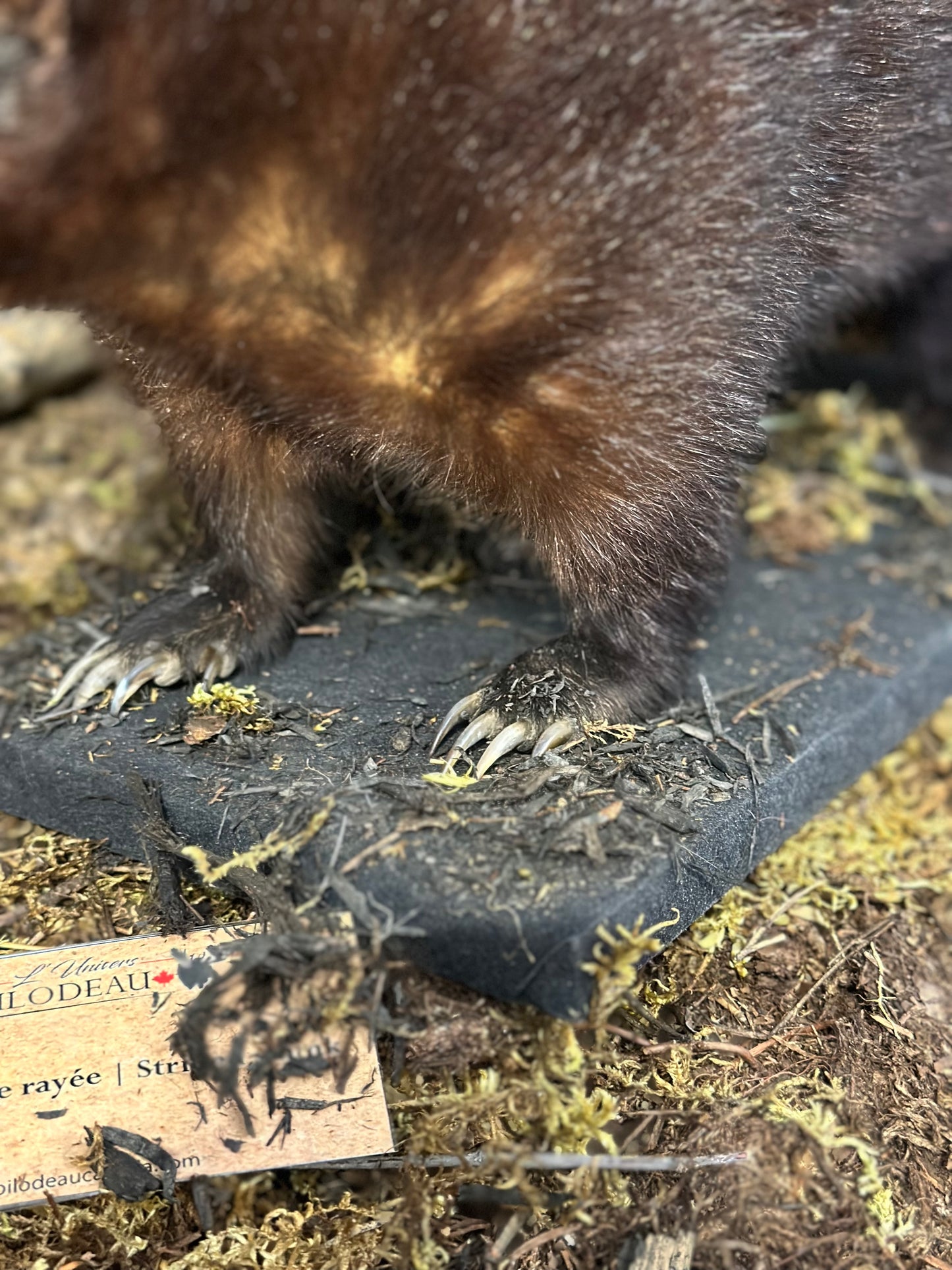 Mounts - Skunk