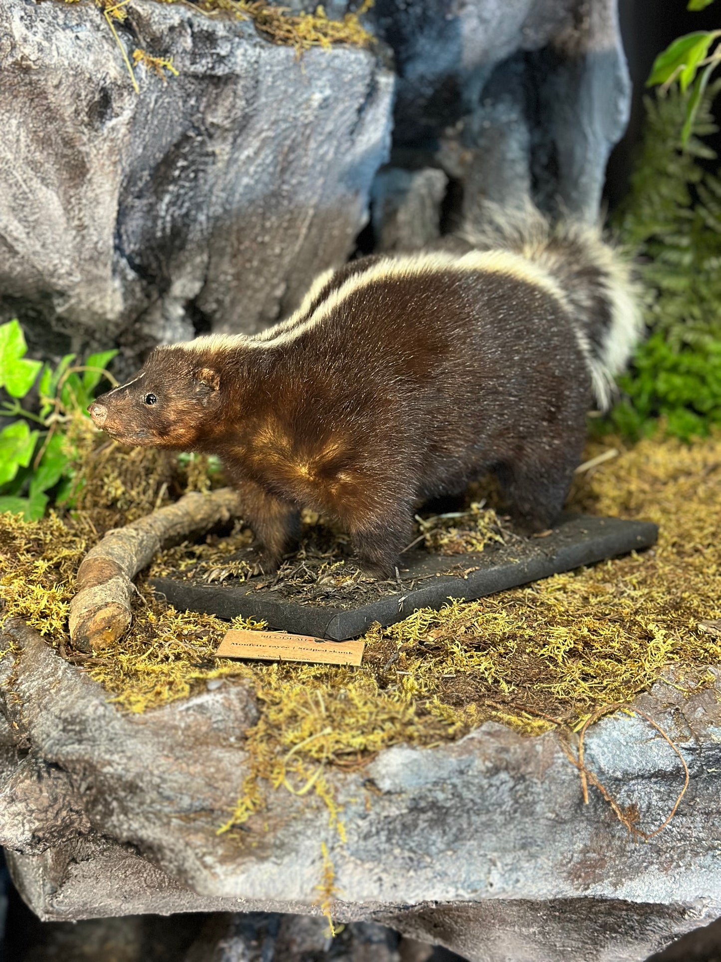 Mounts - Skunk