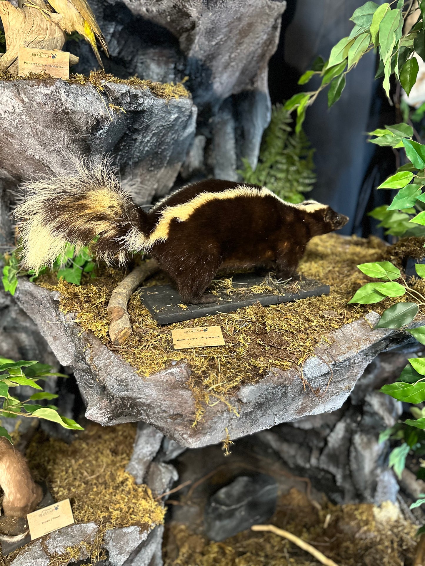 Mounts - Skunk