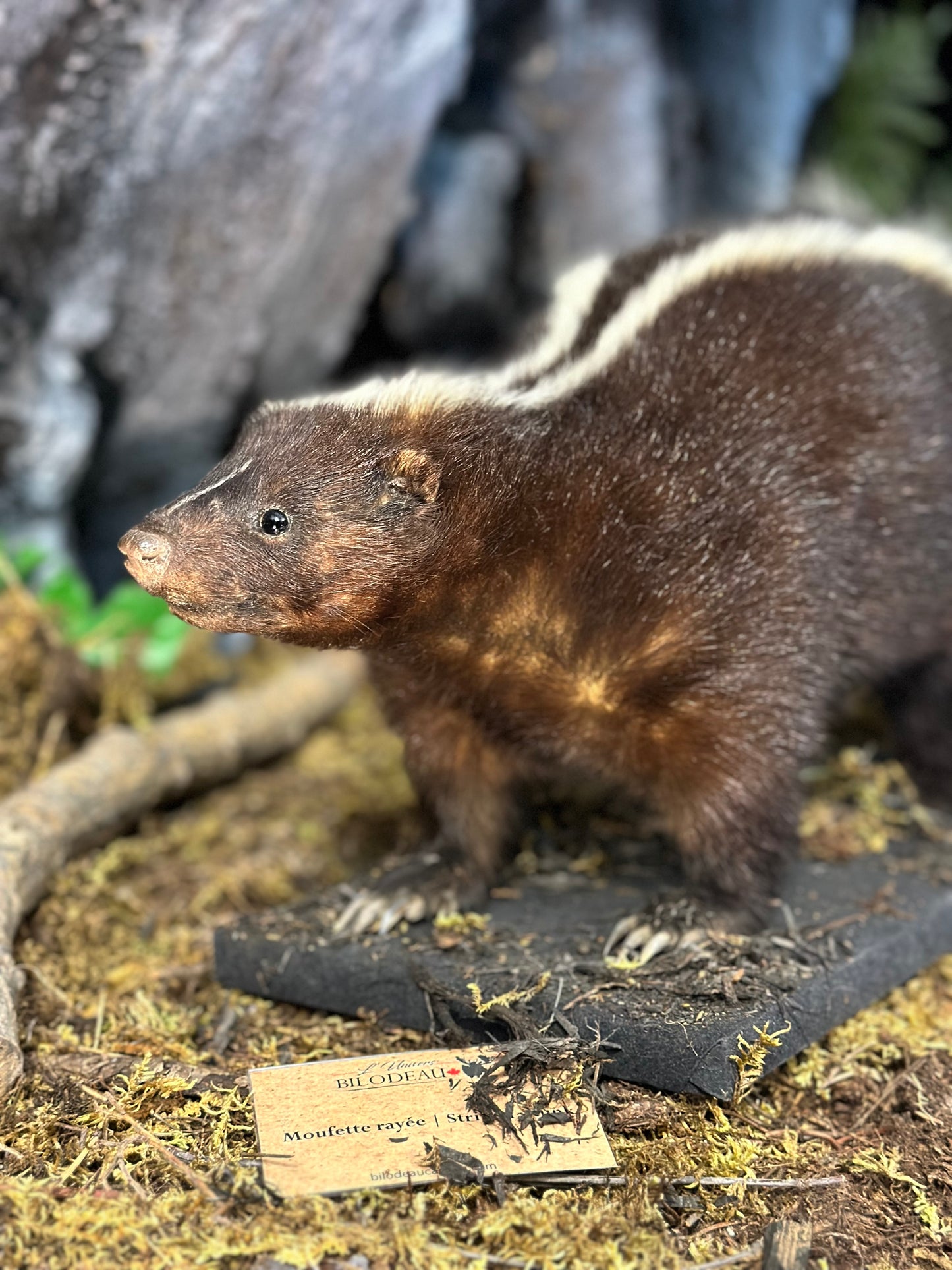 Mounts - Skunk