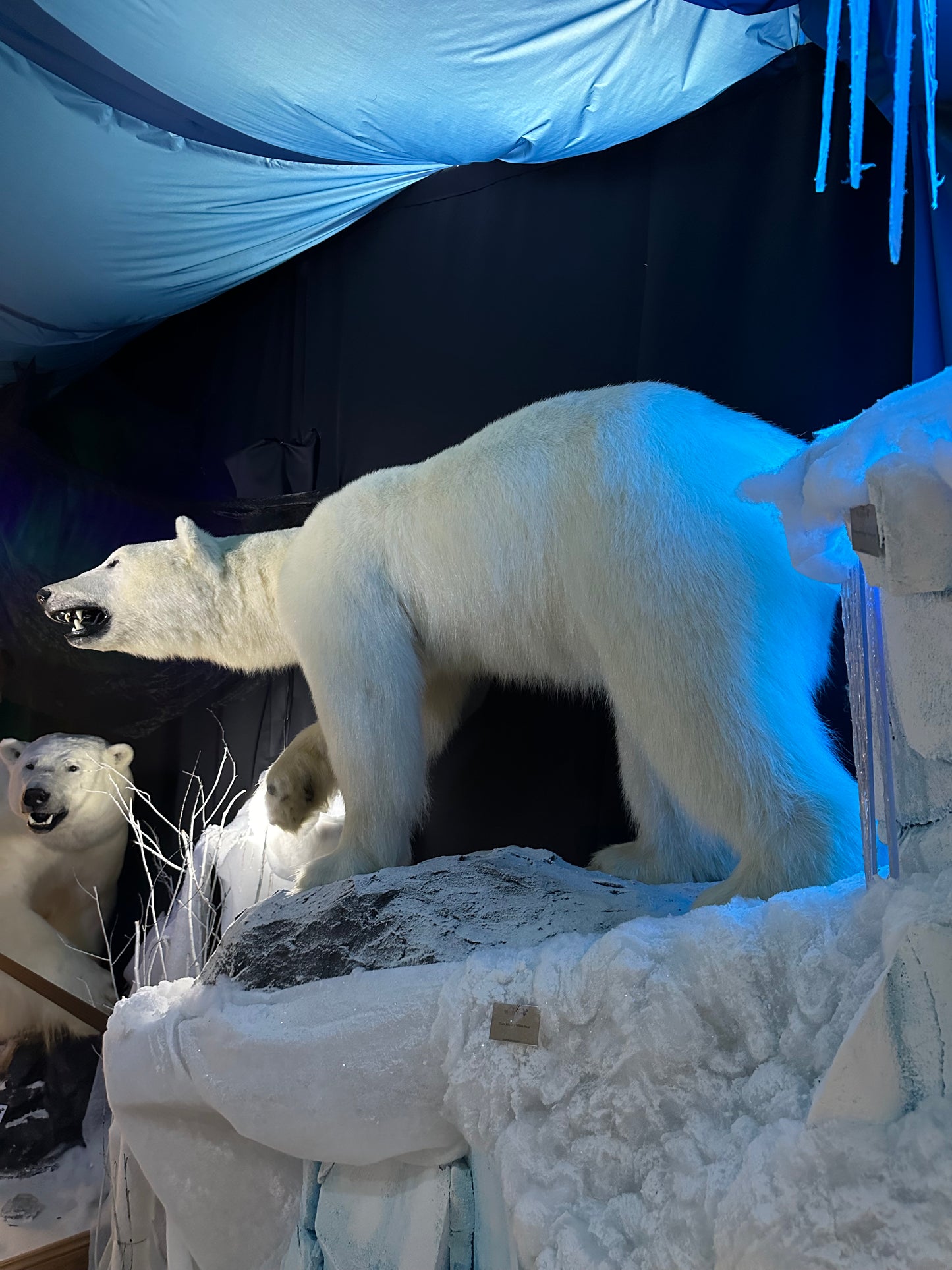 MOUNTS - POLAR BEAR
