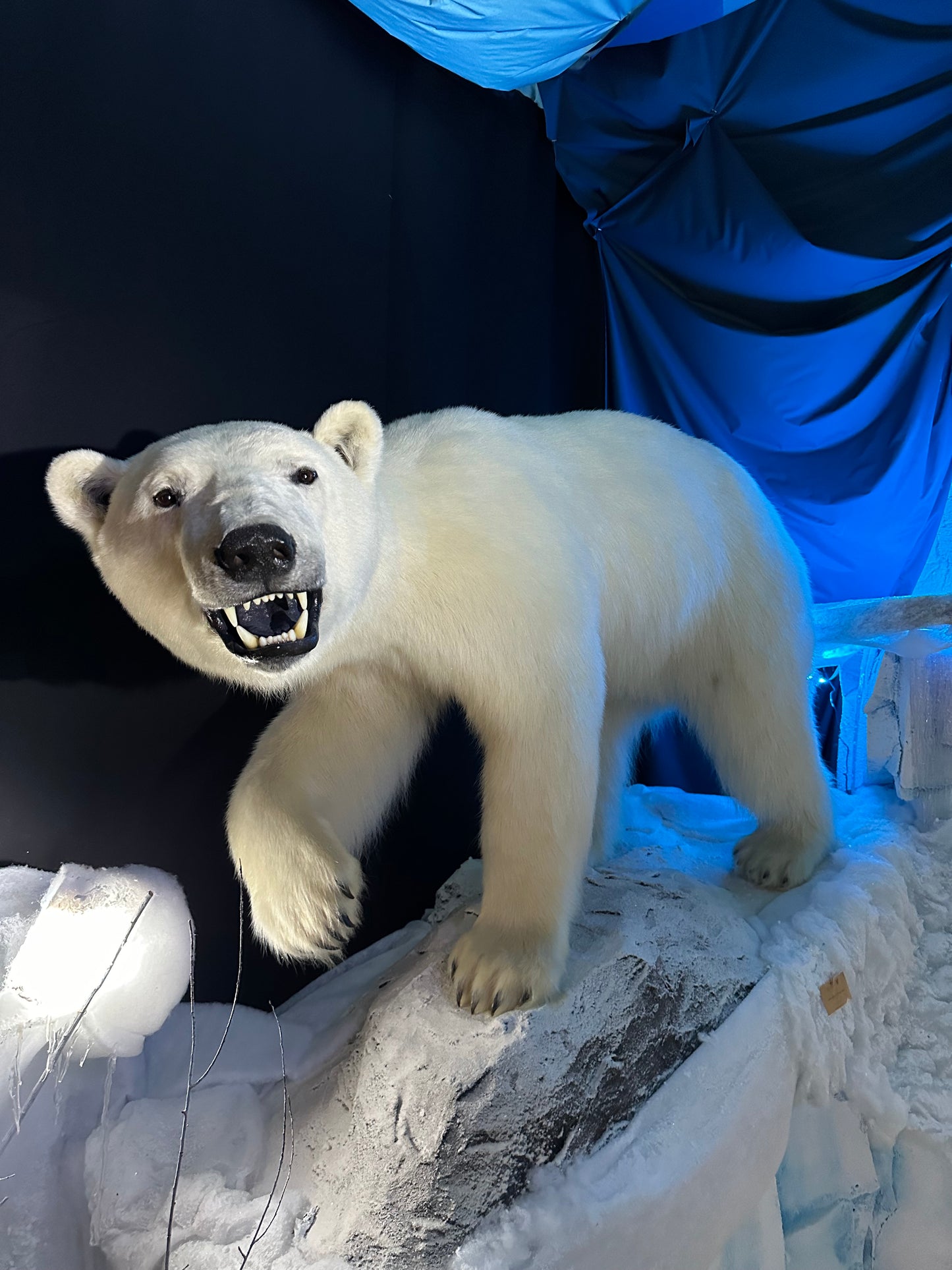 MOUNTS - POLAR BEAR